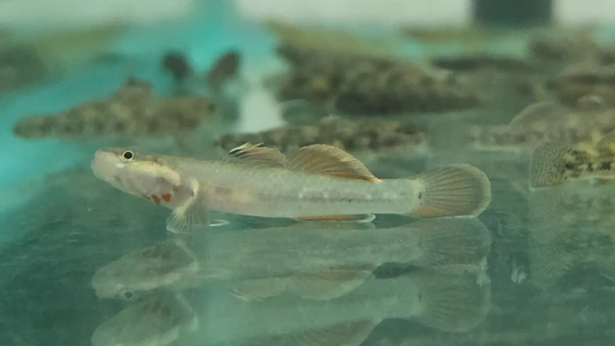 Flame goby 3cm