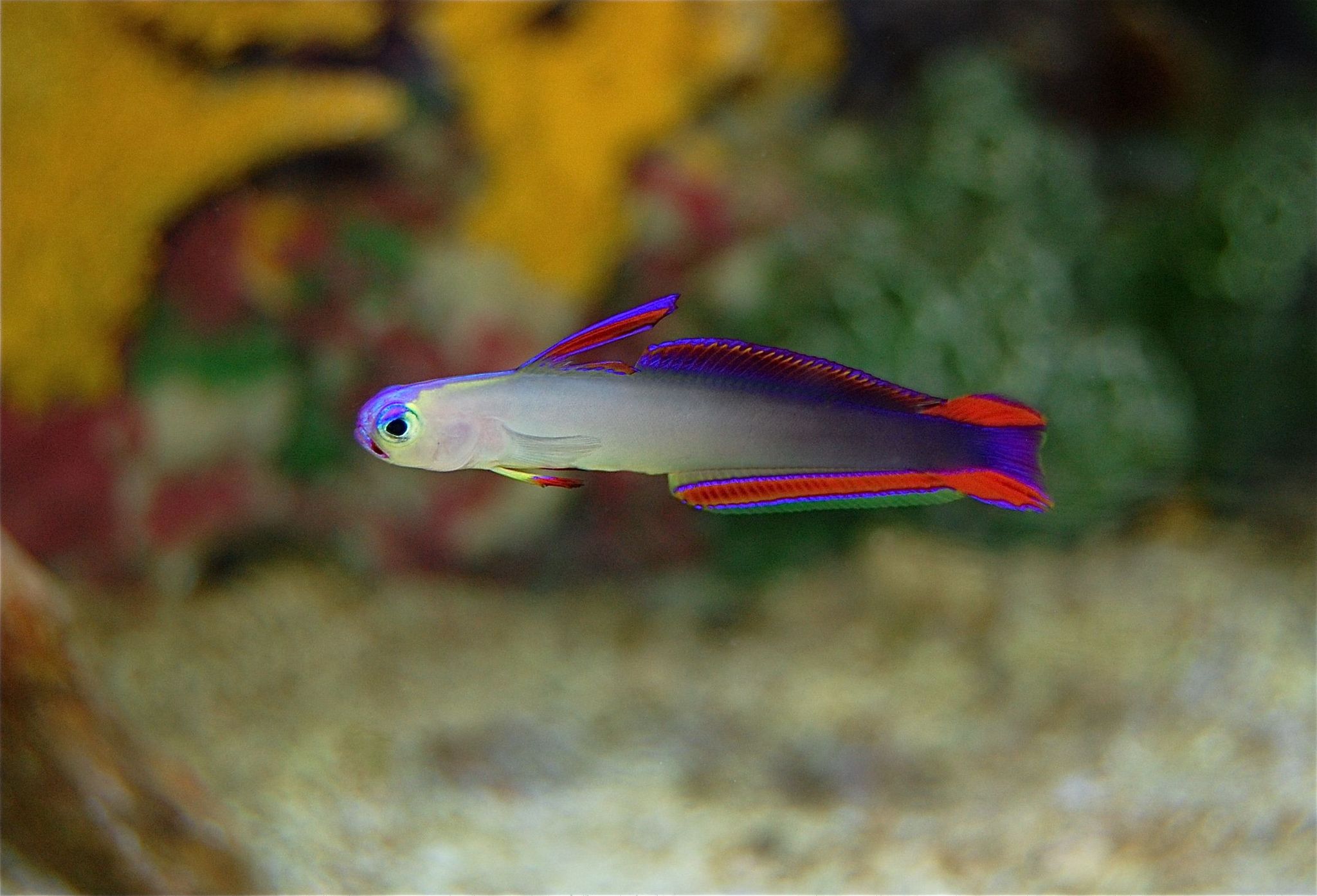 Flame goby- Indonesia