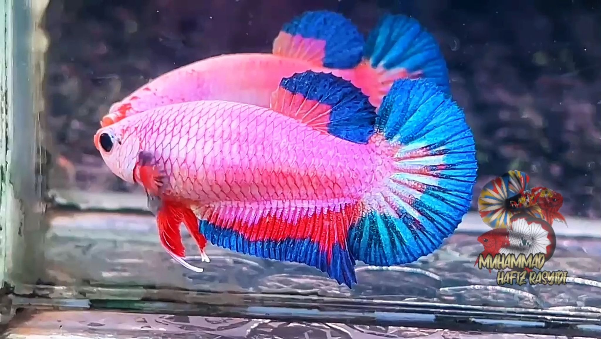 Flamingo