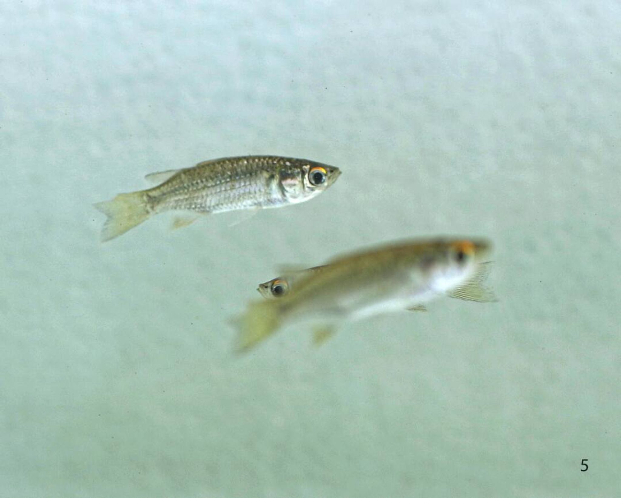 Flathead Grey Mullet (Mugil cephalus)
