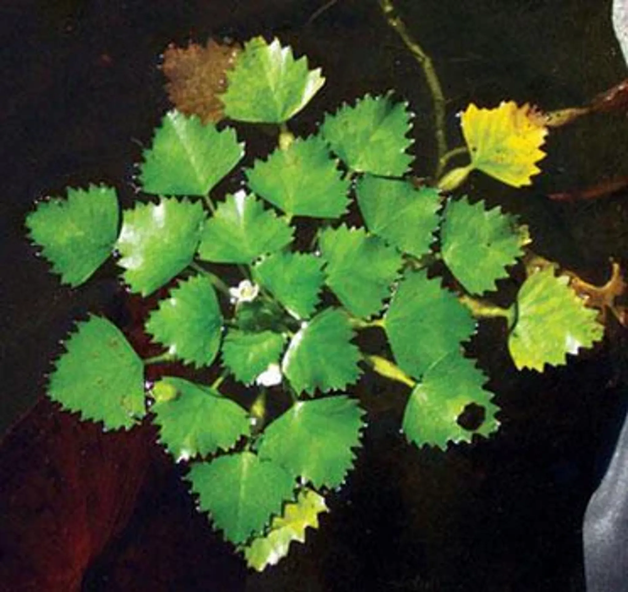 Floating Water Chestnut Aquatic Plant - Easy Care Live Aquarium Pond Decor