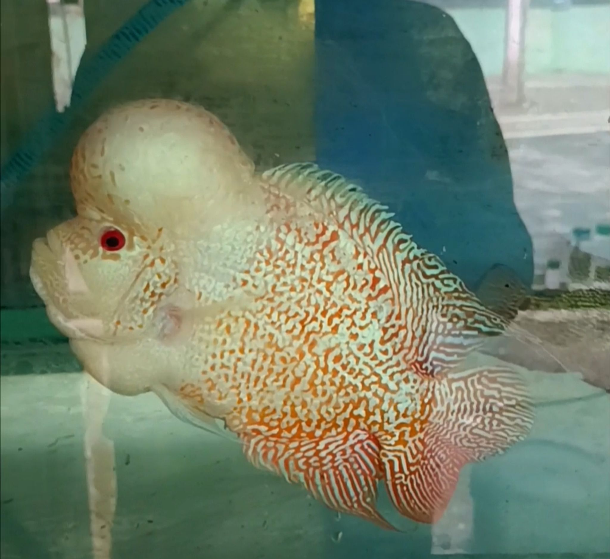 Flowerhorn GoldenBase