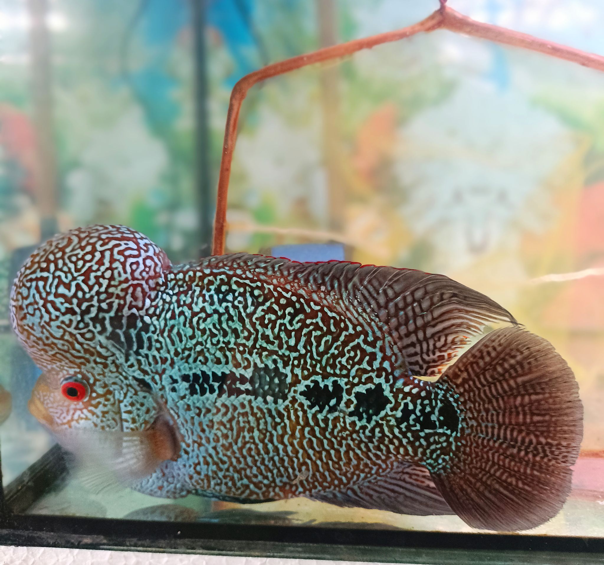 Flowerhorn