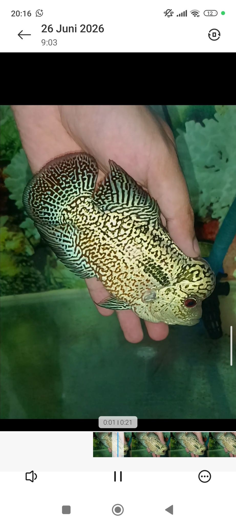 Flowerhorn