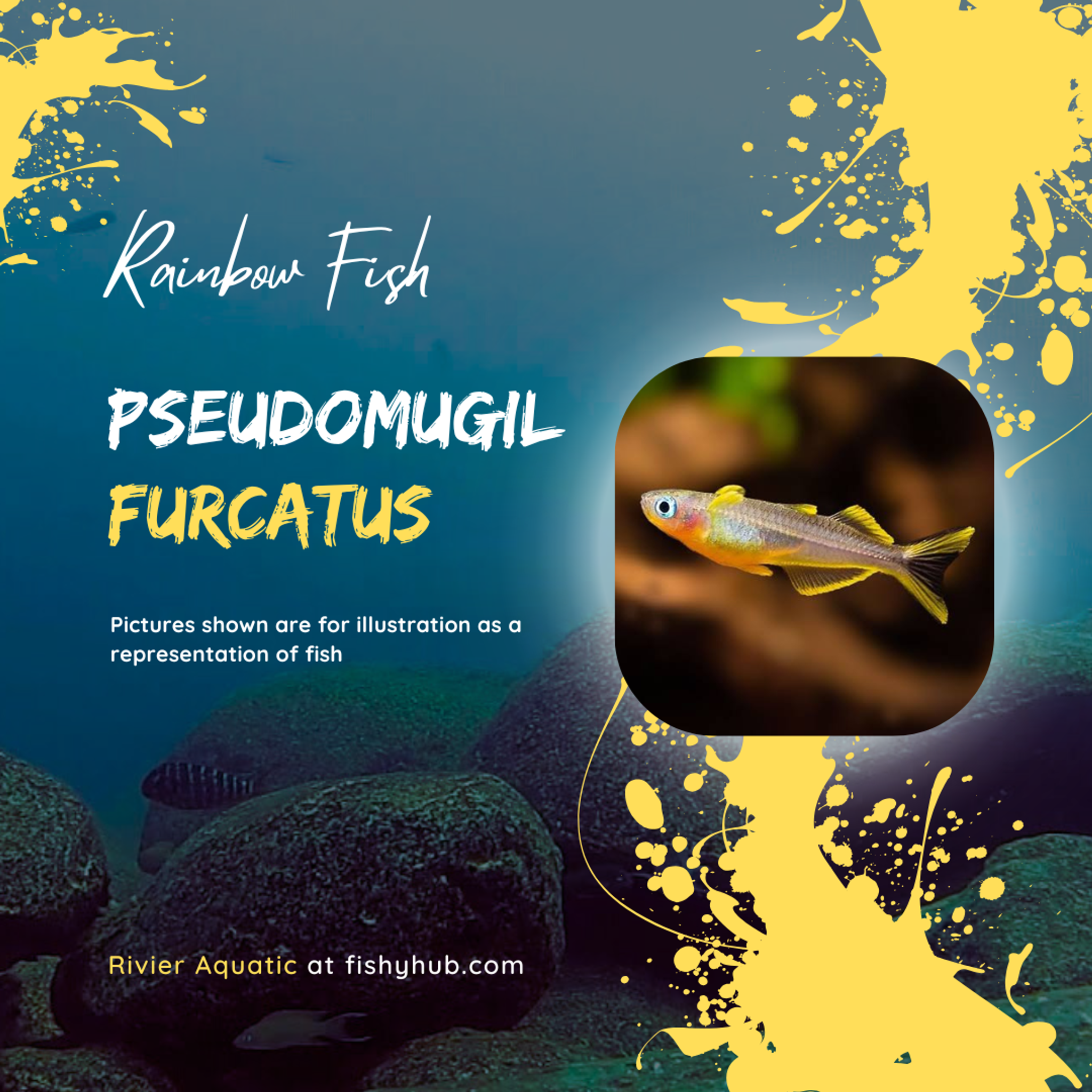 Forktail Blue Eye Rainbowfish (Pseudomugil furcatus)