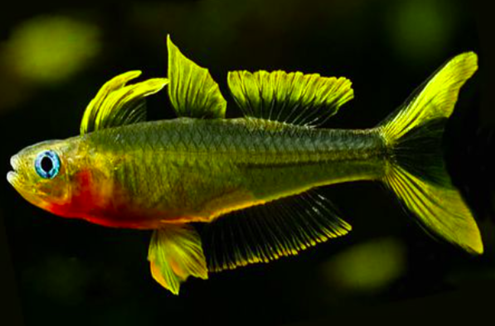 Forktail Rainbowfish (Pseudomugil Furcatus)