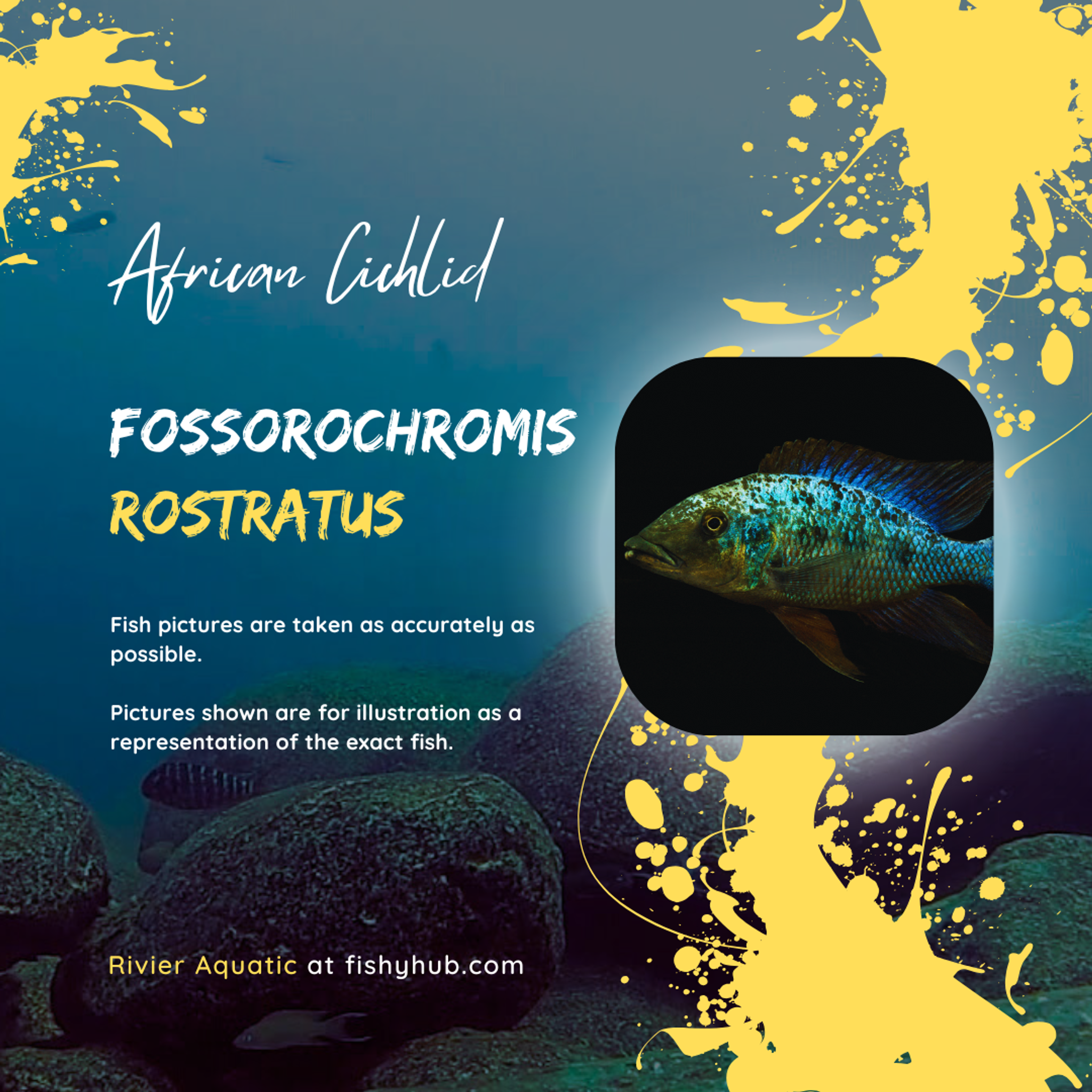 Malawi Sand Diver Cichlid (Fossorochromis Rostratus)