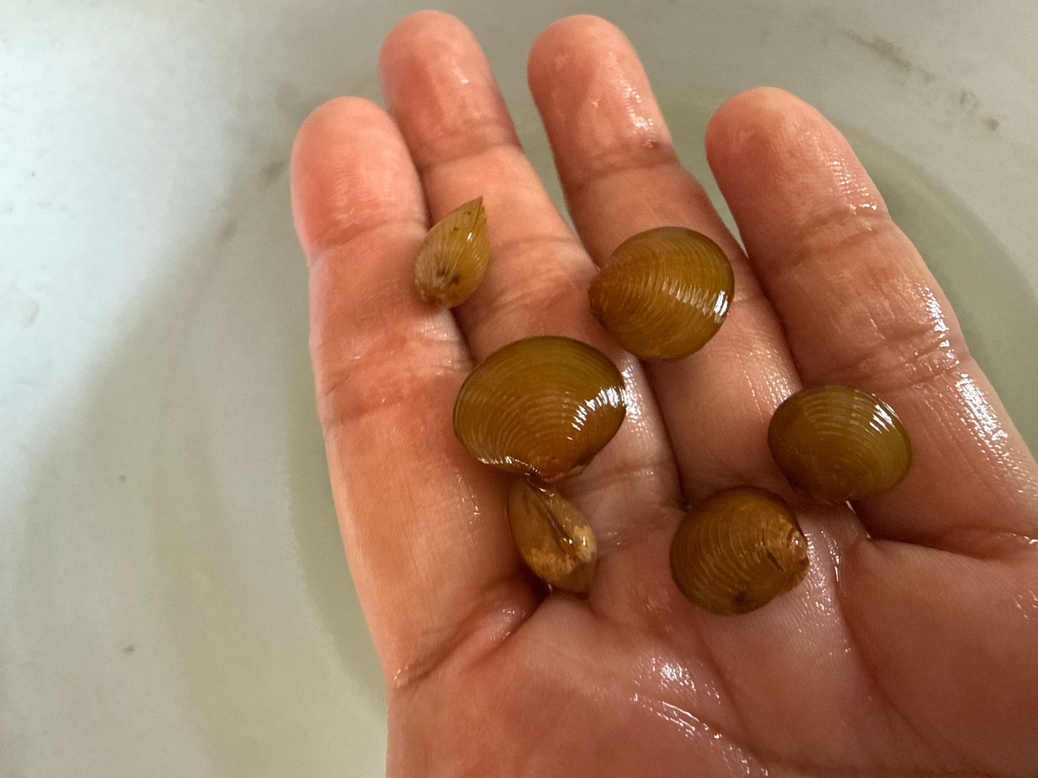 Freshwater clams