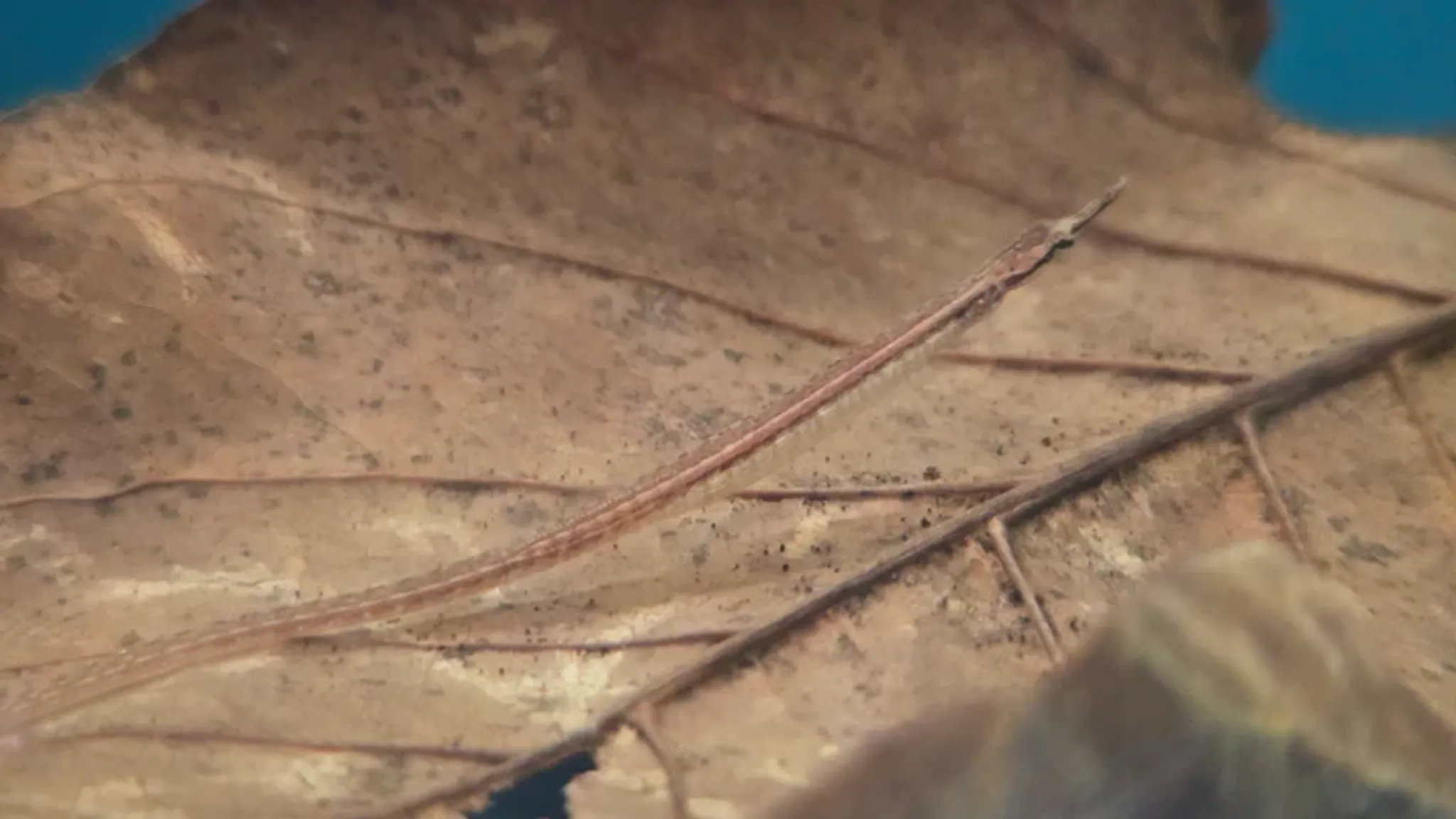 Freshwater pipefish 5-6cm