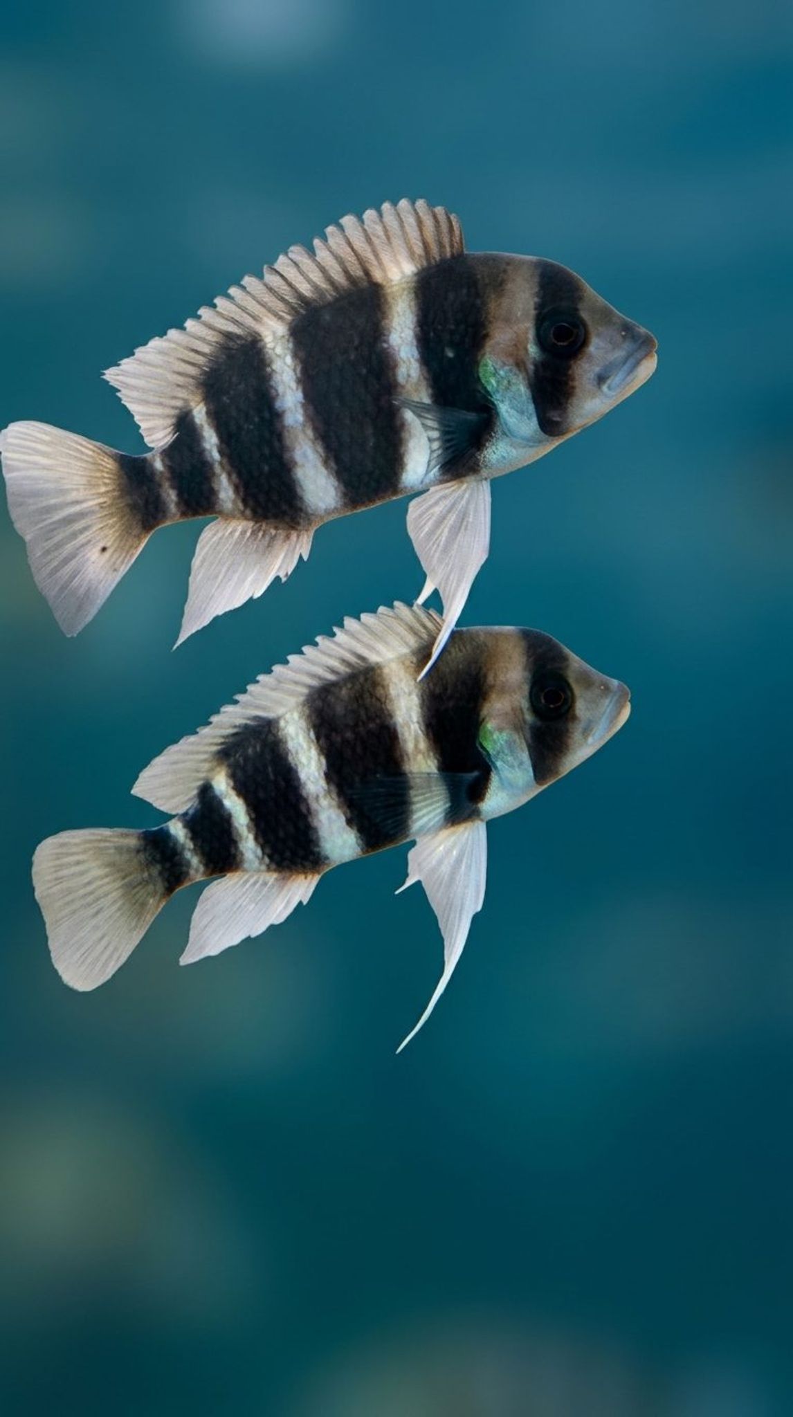 Frontosa Burundi / Cyphotilapia frontosa