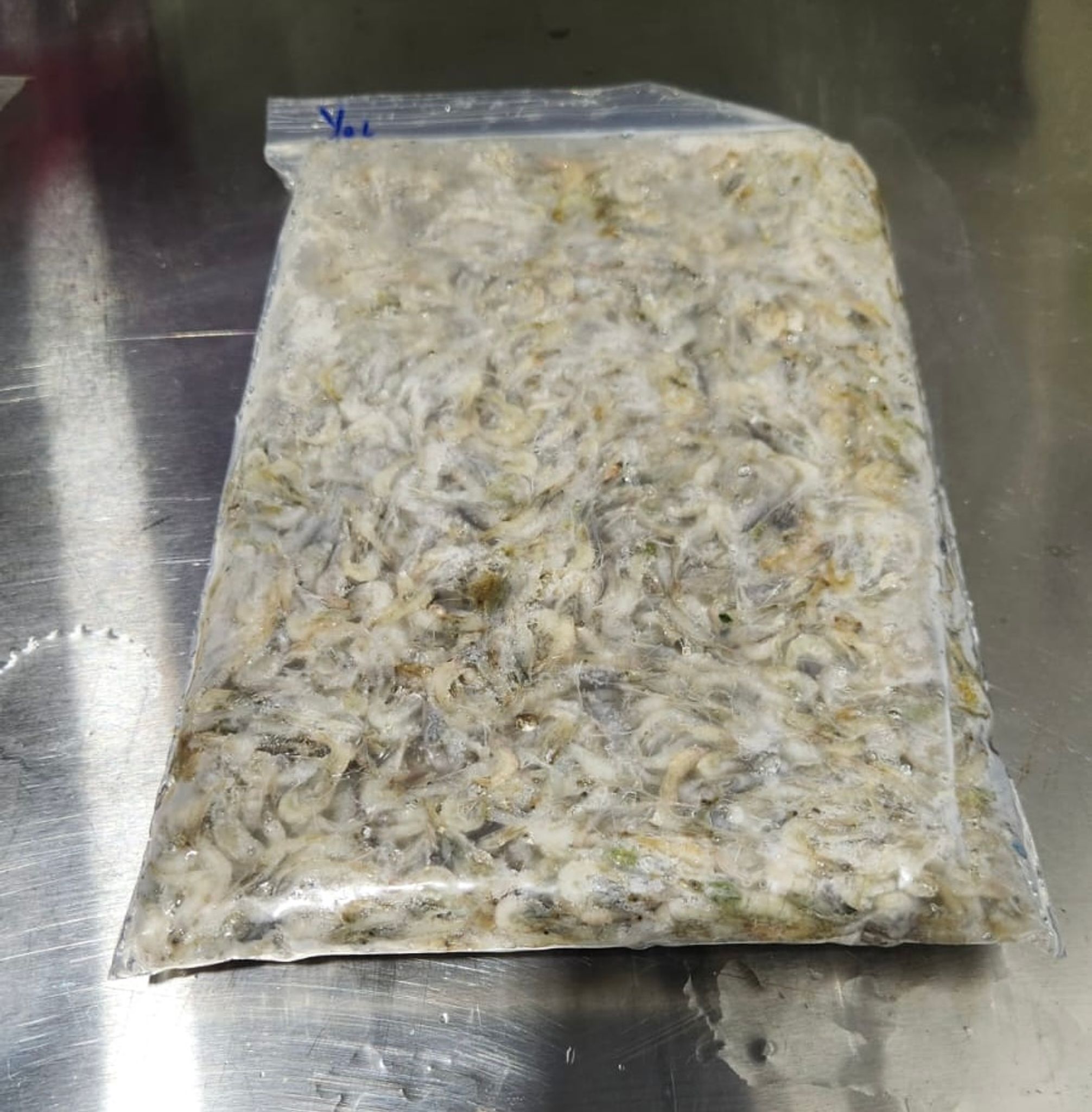Frozen Ghost Shrimp (500g)