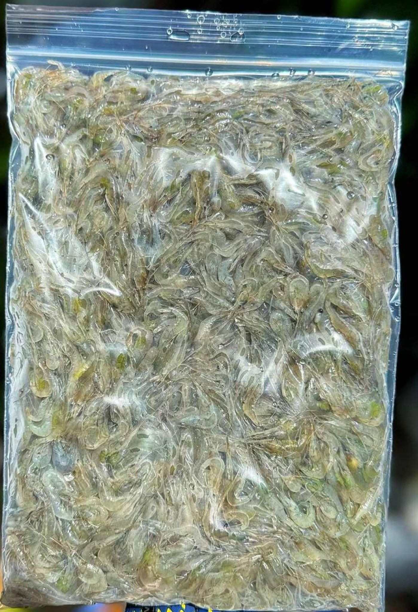 Frozen Ghost Shrimp (FGS) - 500g