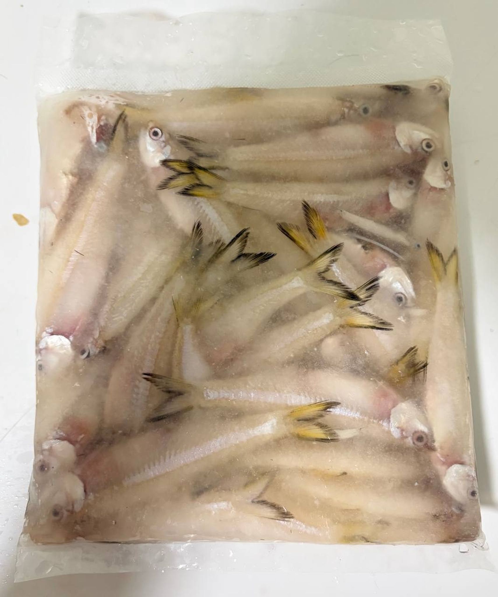 Frozen Indian Anchovies - 500g