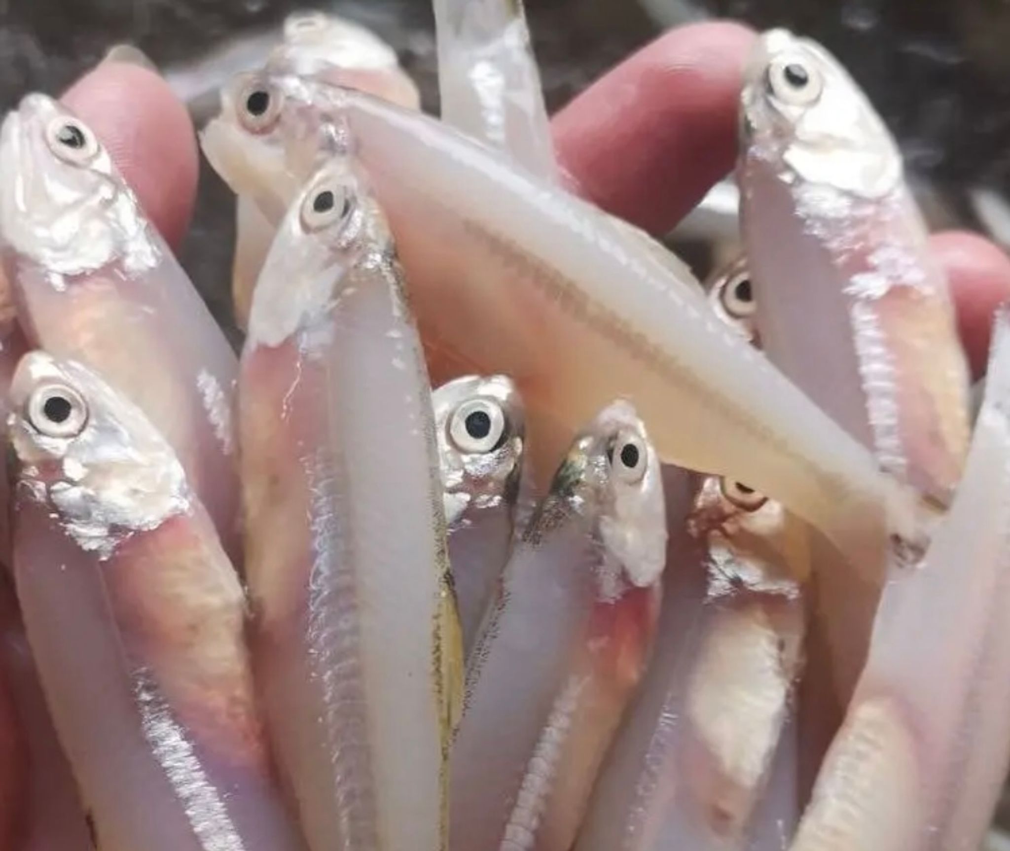 Frozen Indian Anchovies