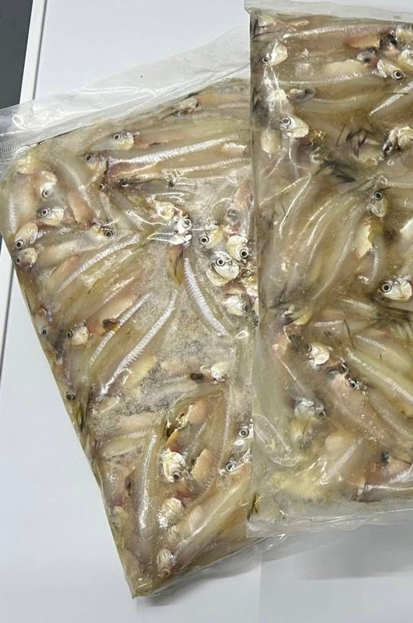 Frozen Indian Anchovies
