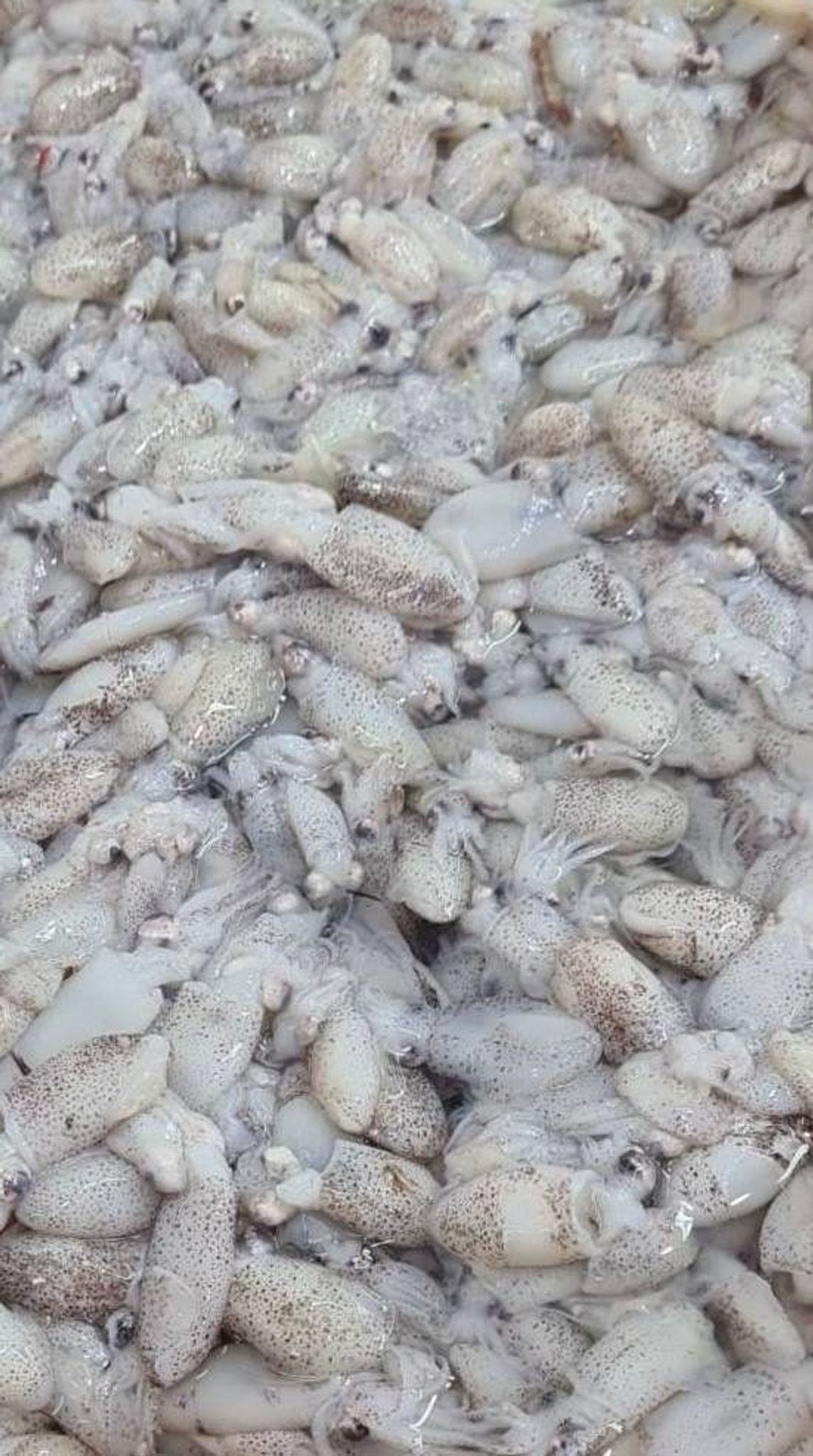 Frozen small sotong - 500g
