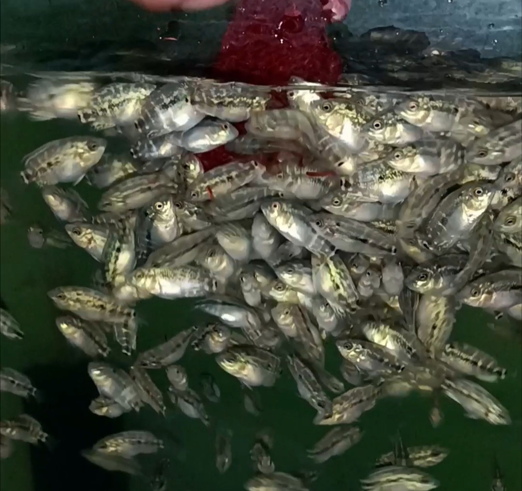 Fry flowerhorn indo cencu