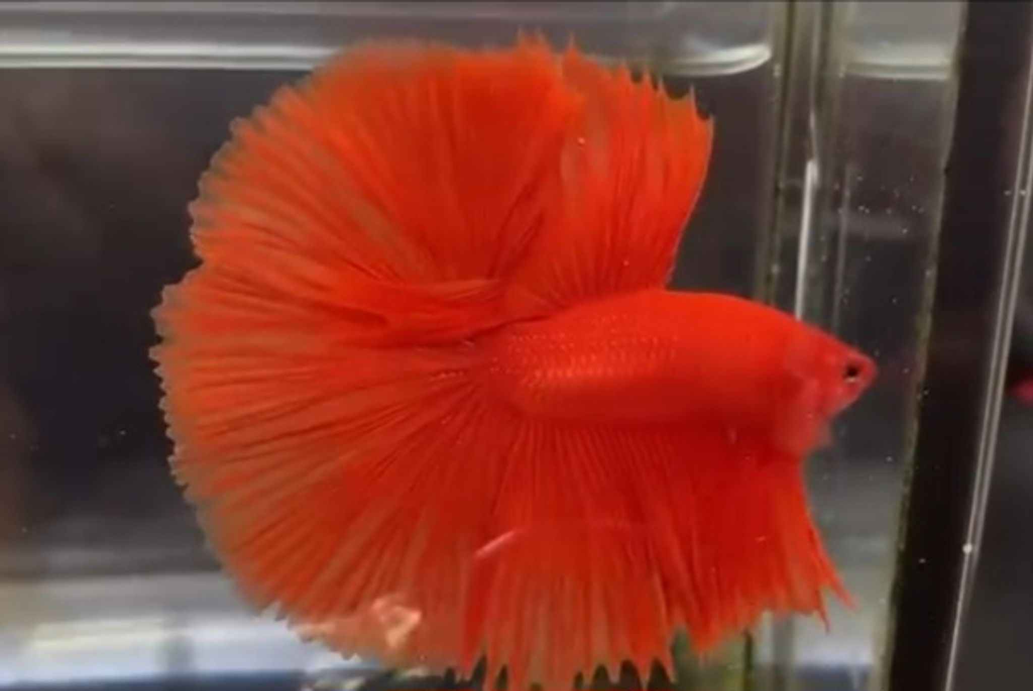 Full moon super red