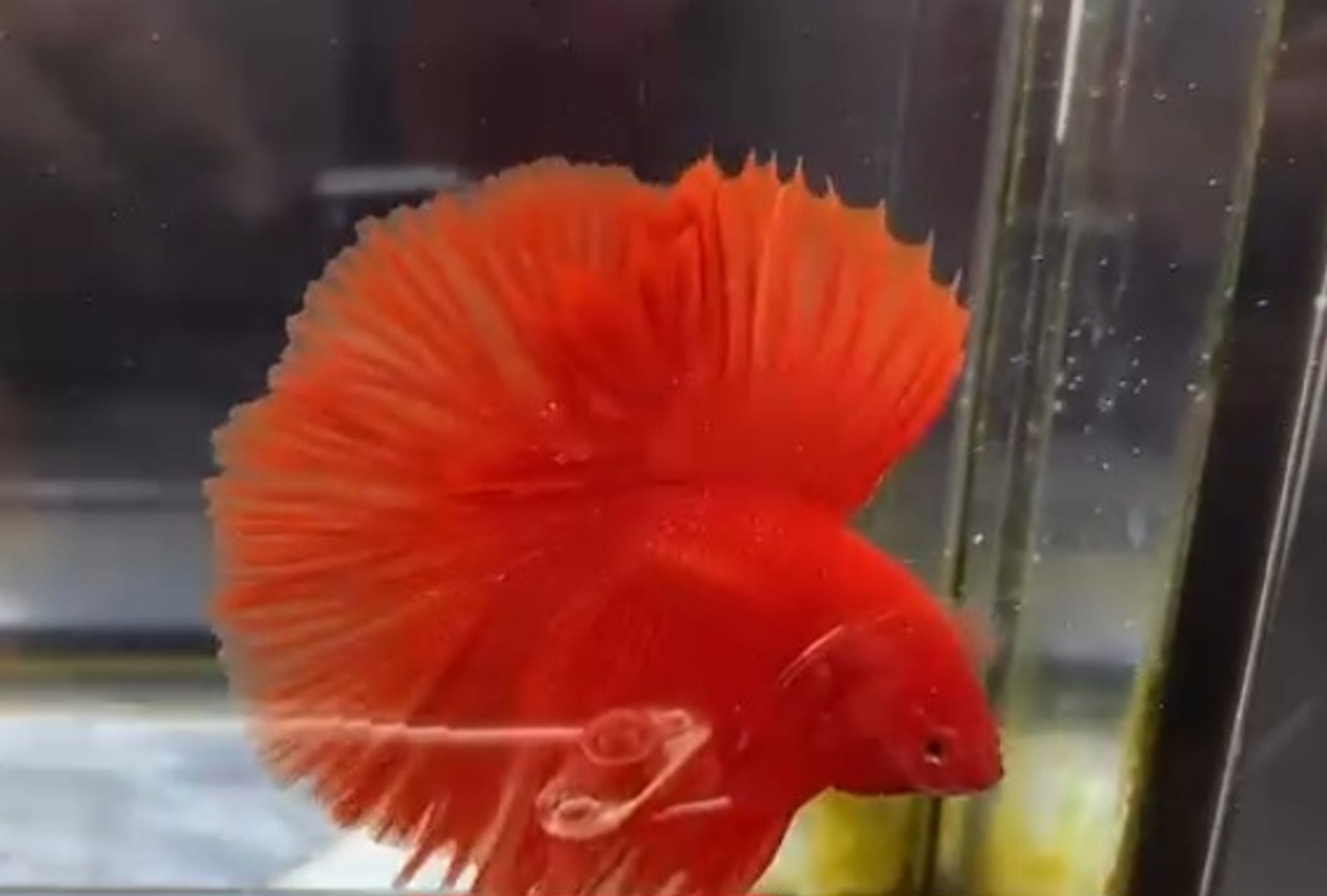 Full moon super red