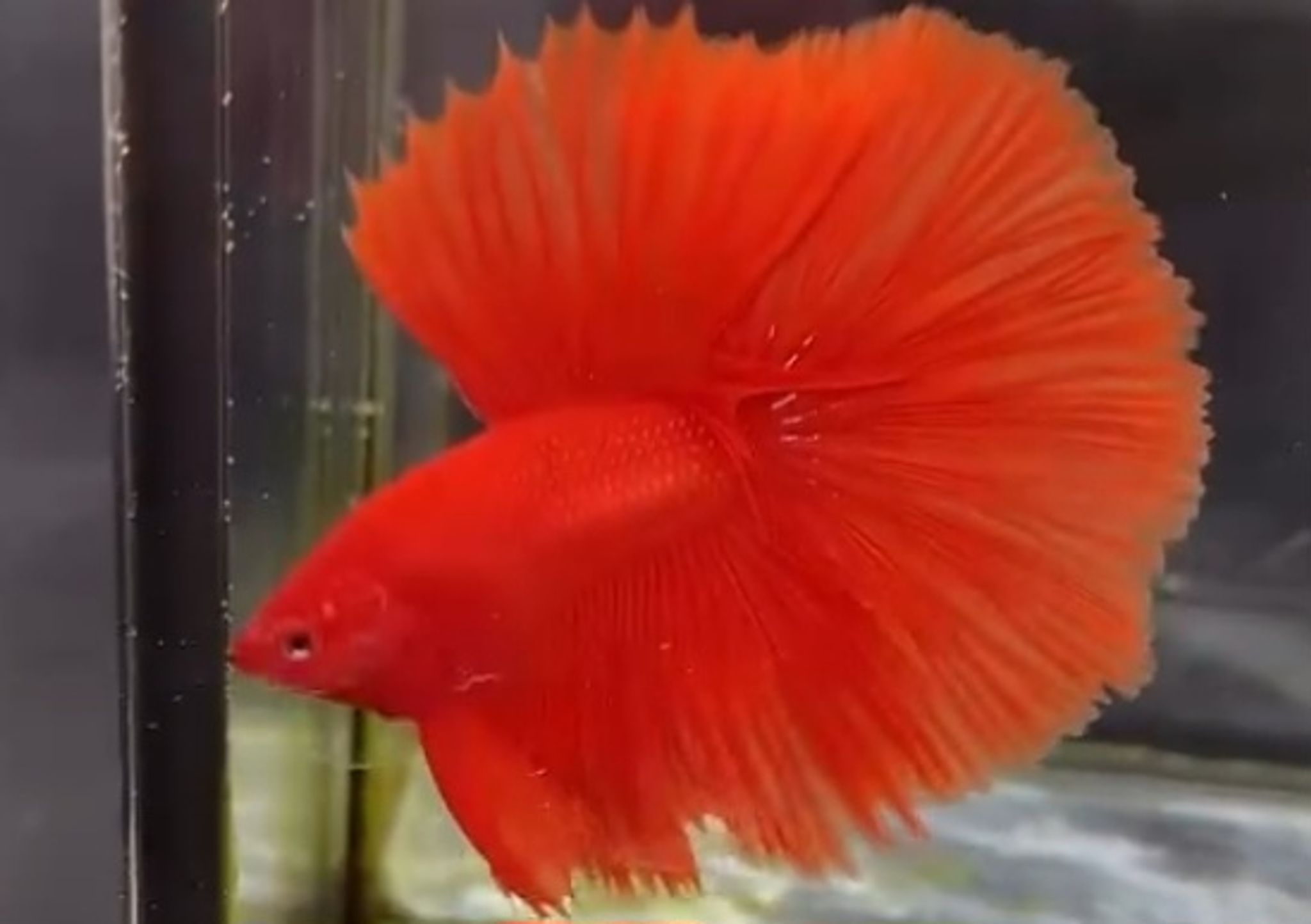 Full moon super red