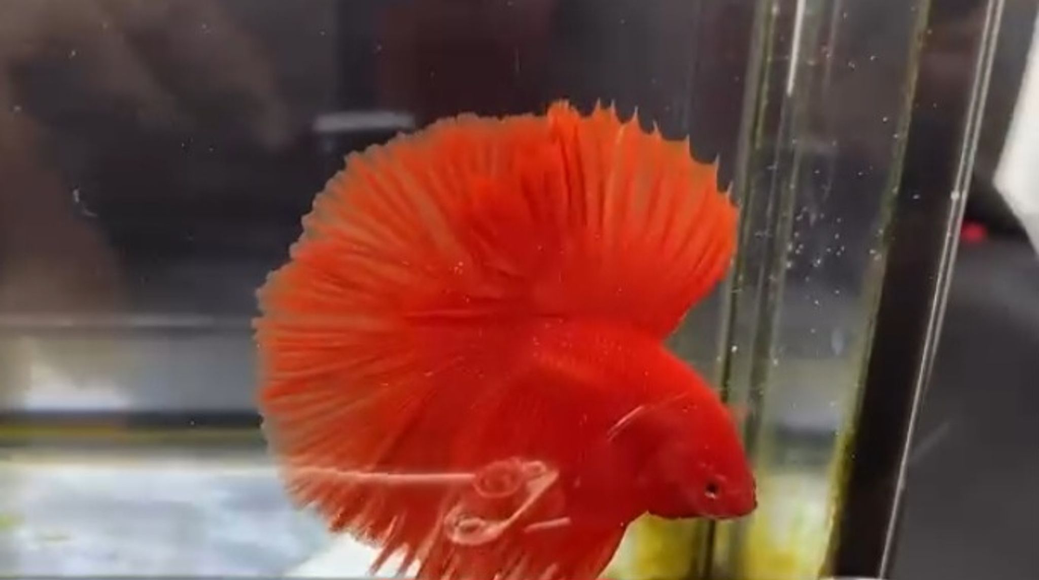 Full moon super red