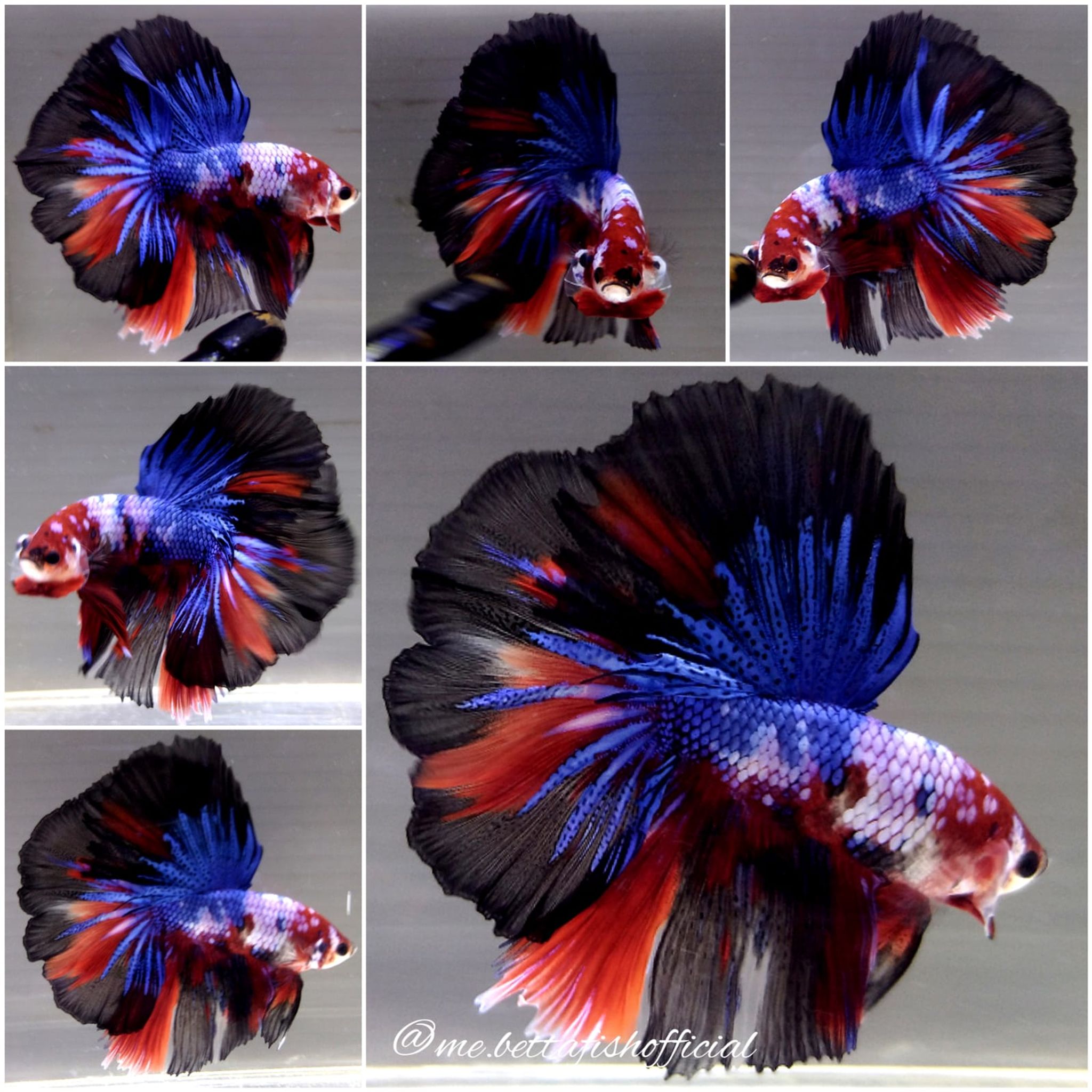 Fullmoon Koi Multicolour