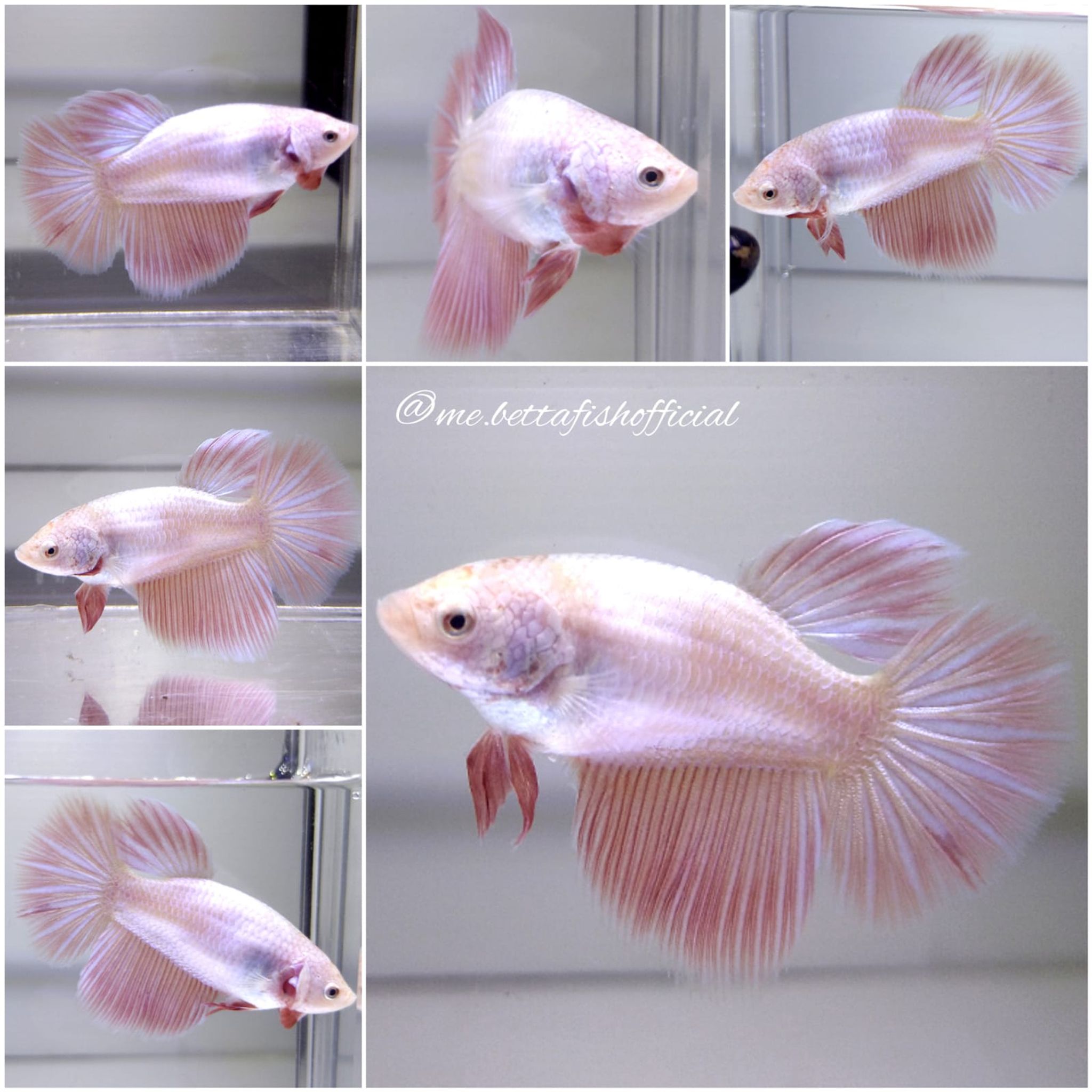 Fullmoon Pink Shimmer