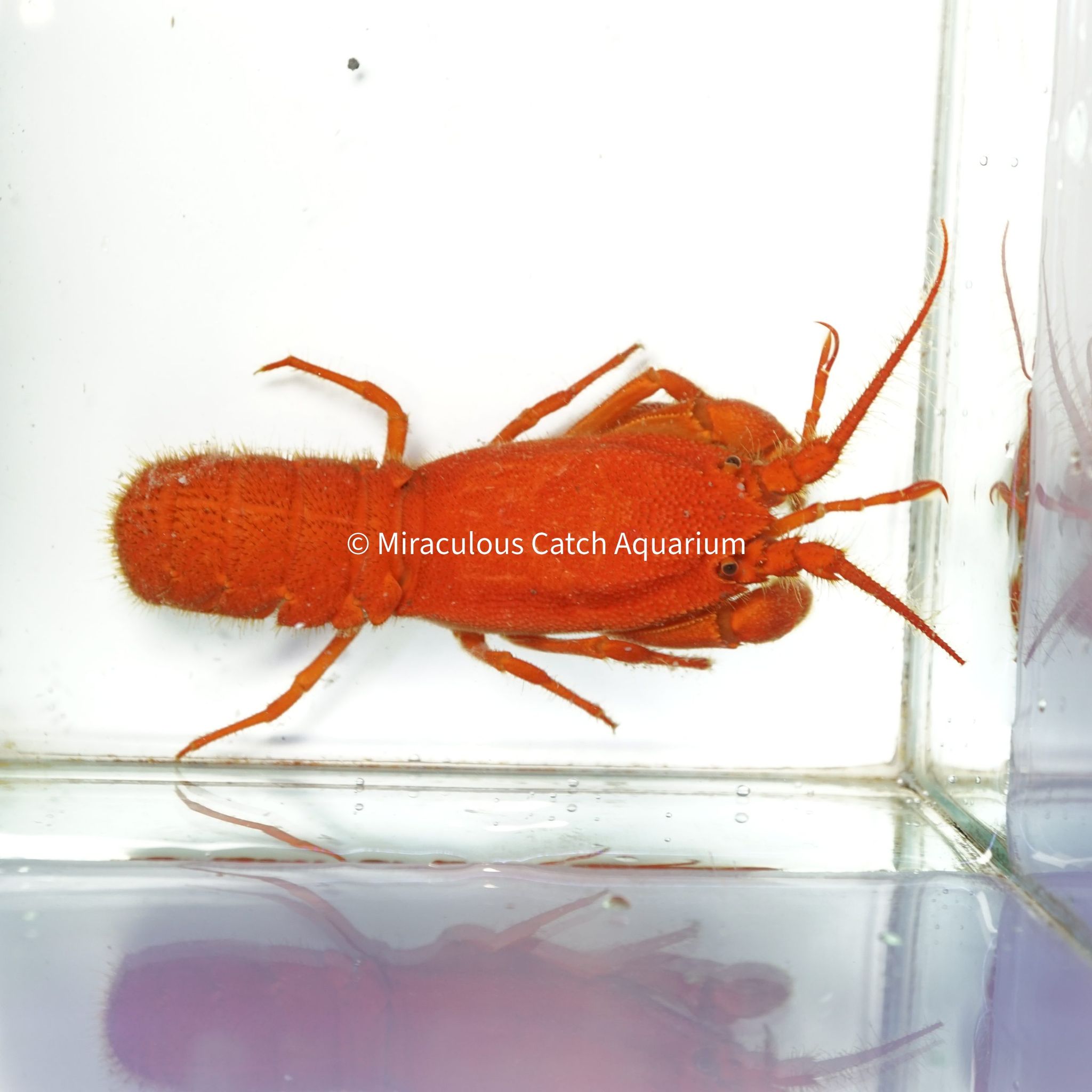Furry Lobster