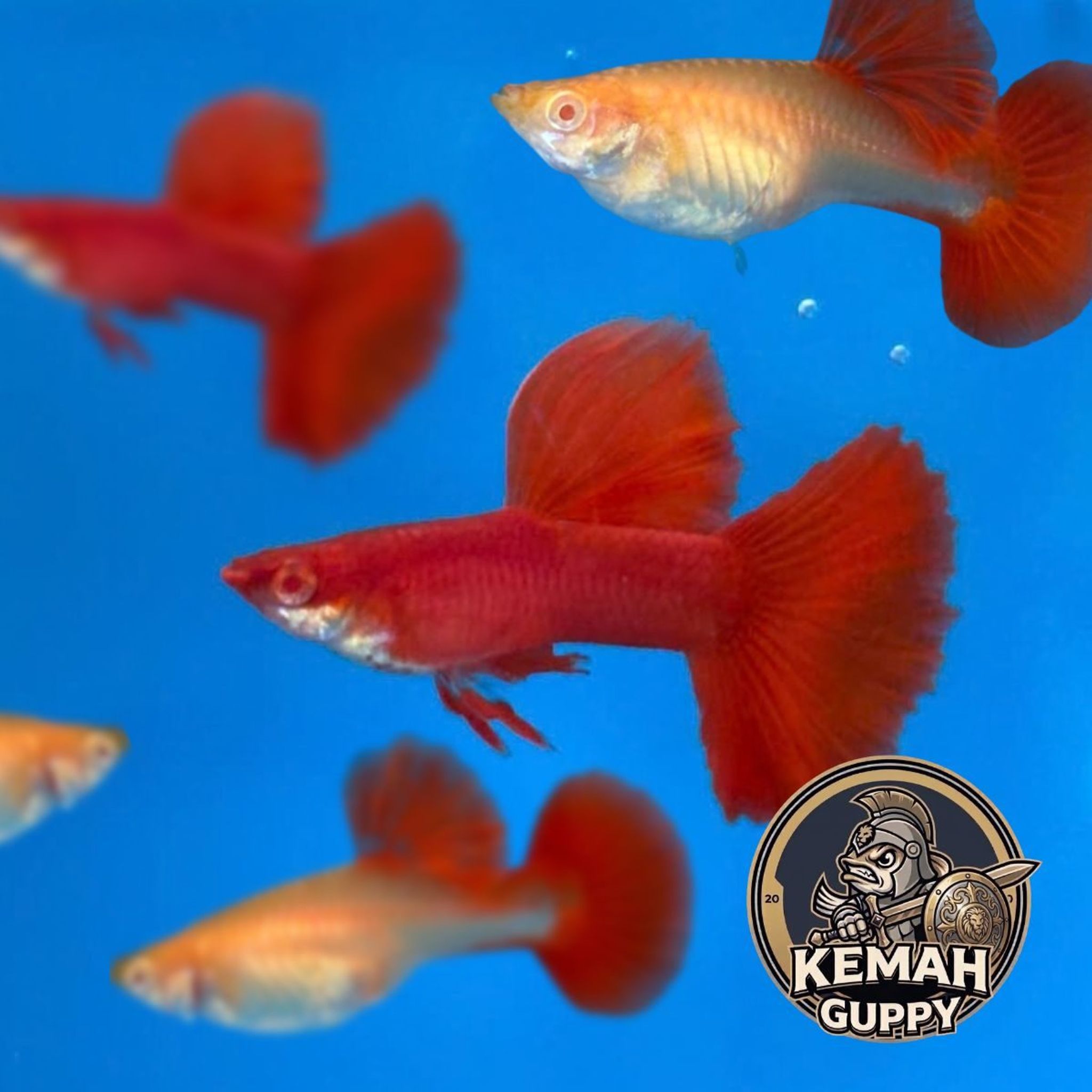GUPPY AFR BIG DORSAL PREMIUM QUALITY