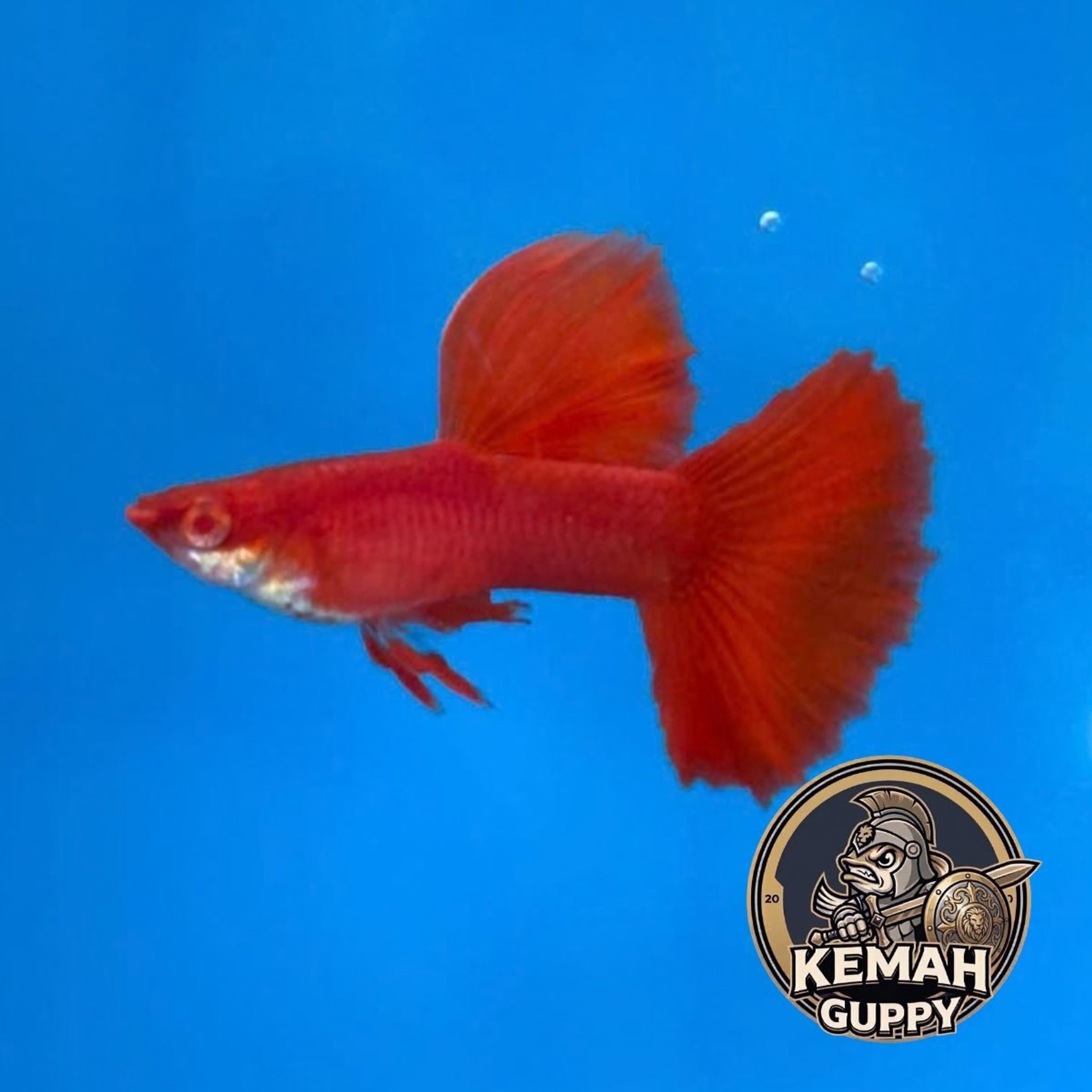 GUPPY AFR BIG DORSAL PREMIUM QUALITY