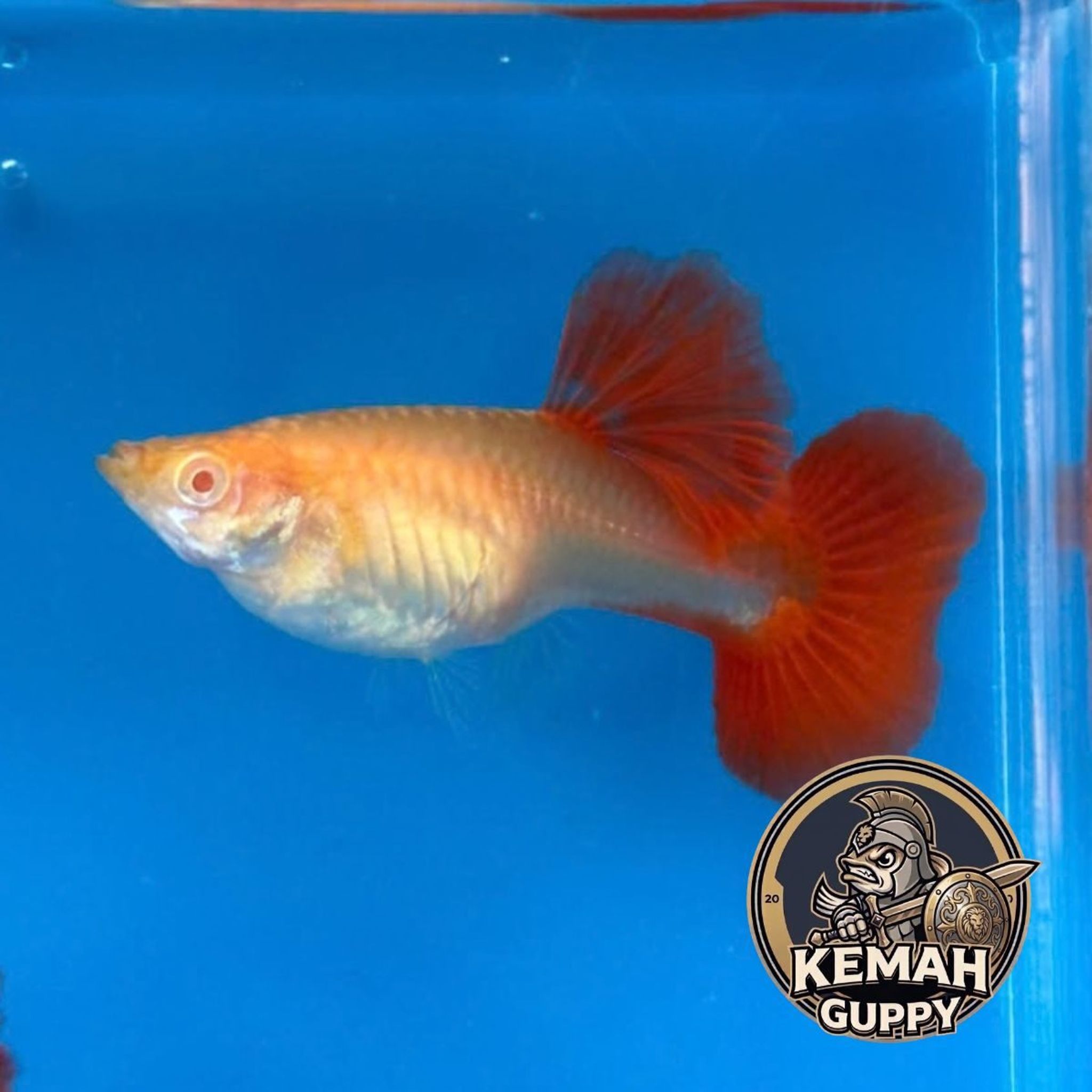 GUPPY AFR BIG DORSAL PREMIUM QUALITY