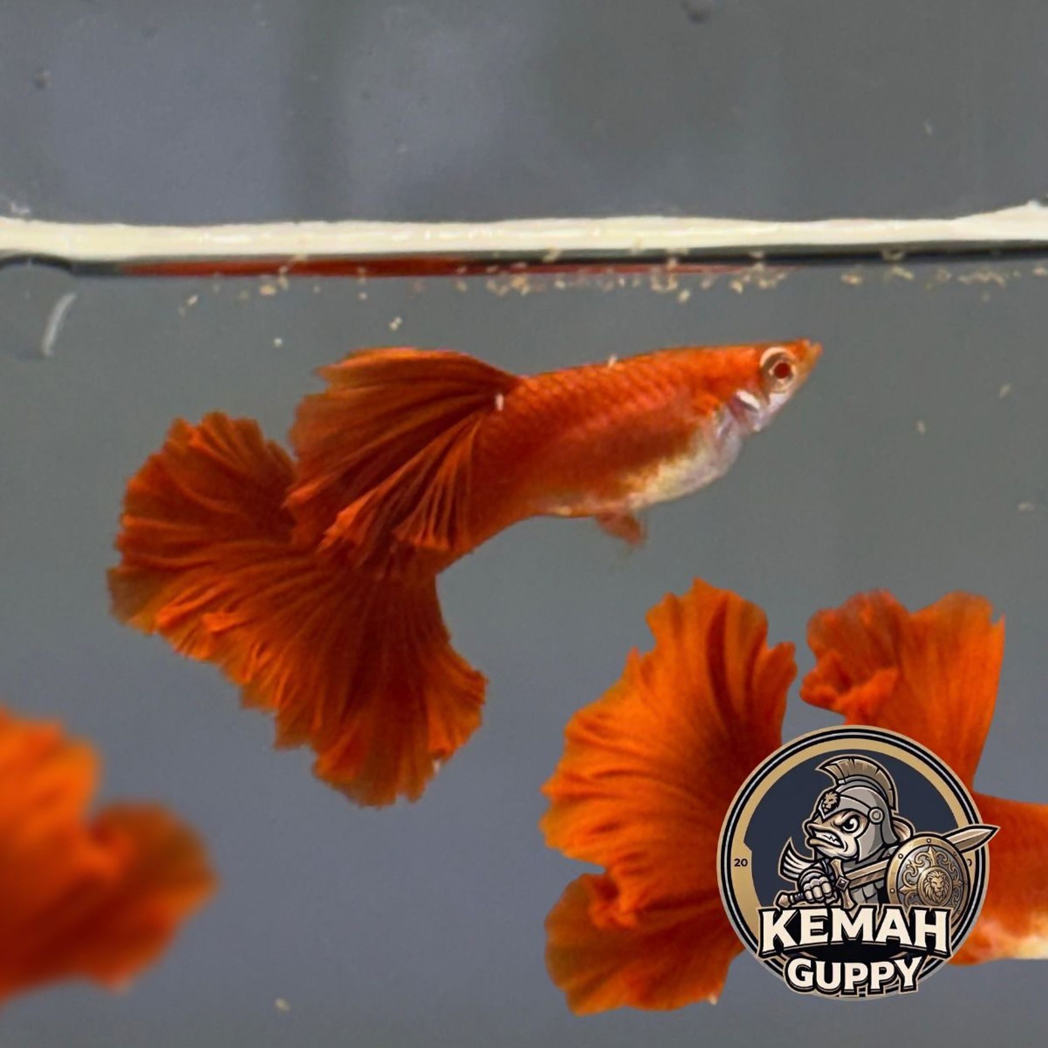 GUPPY AFR ROSETAIL PREMIUM QUALITY