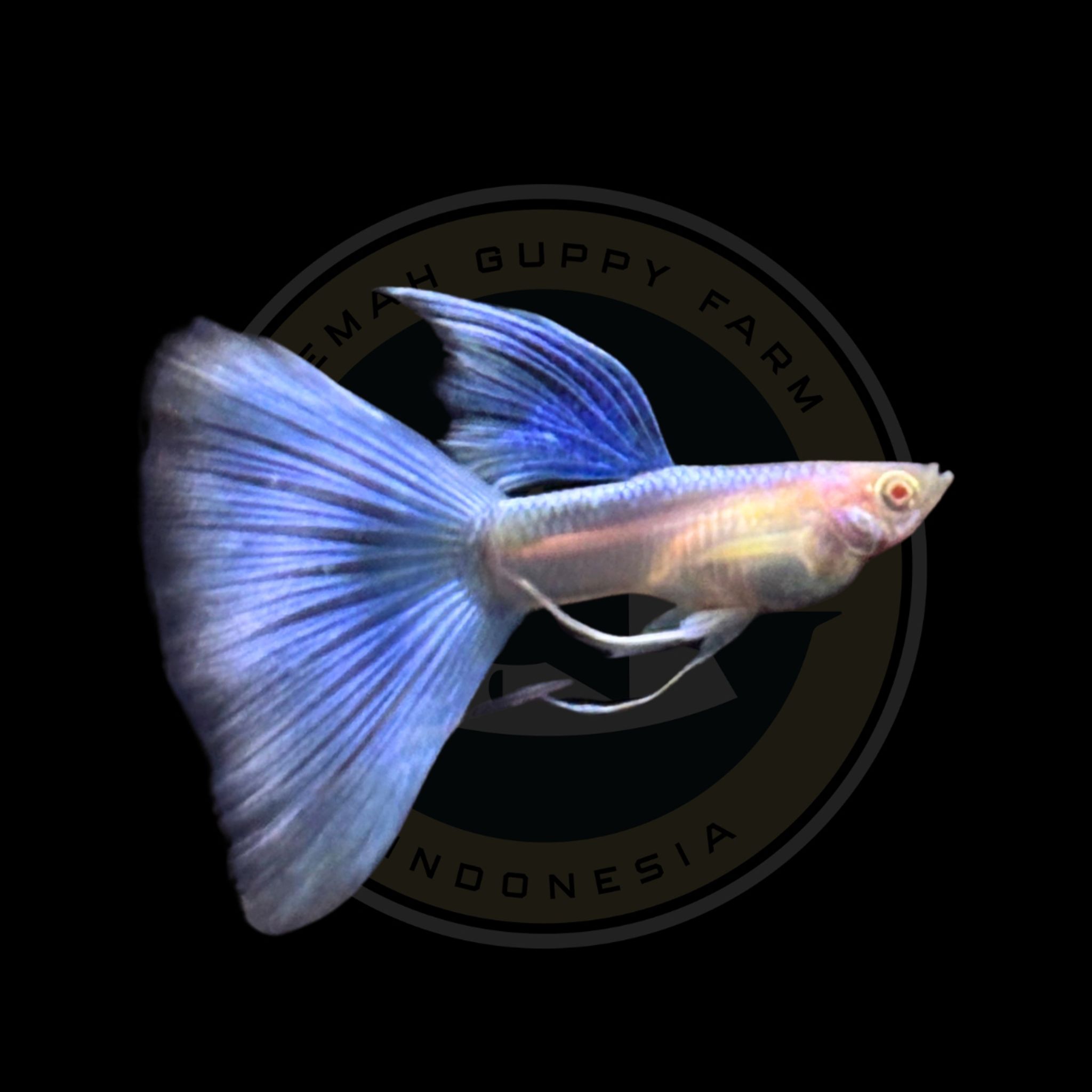 GUPPY ALBINO BLUE SKY LONG EAR FIN C RIBBON