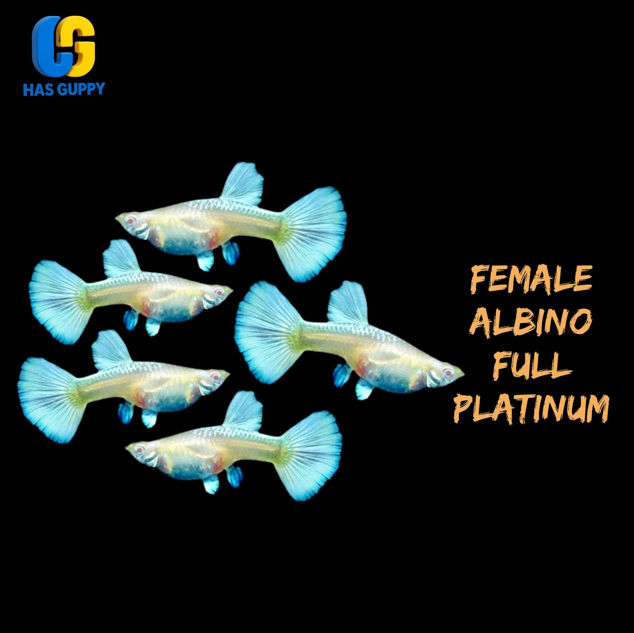 GUPPY ALBINO FULL PLATINUM