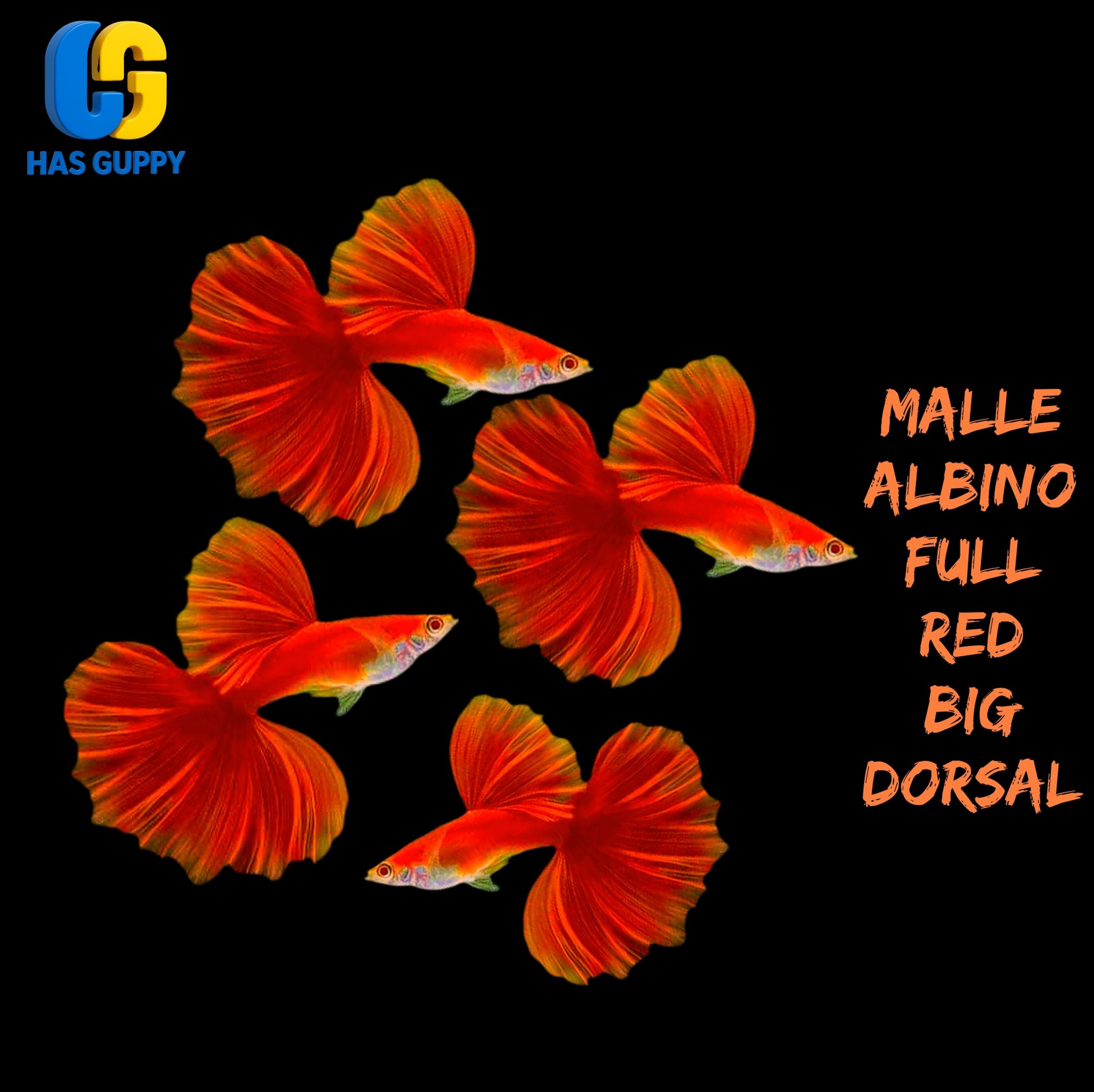 GUPPY ALBINO FULL RED BIG DORSAL