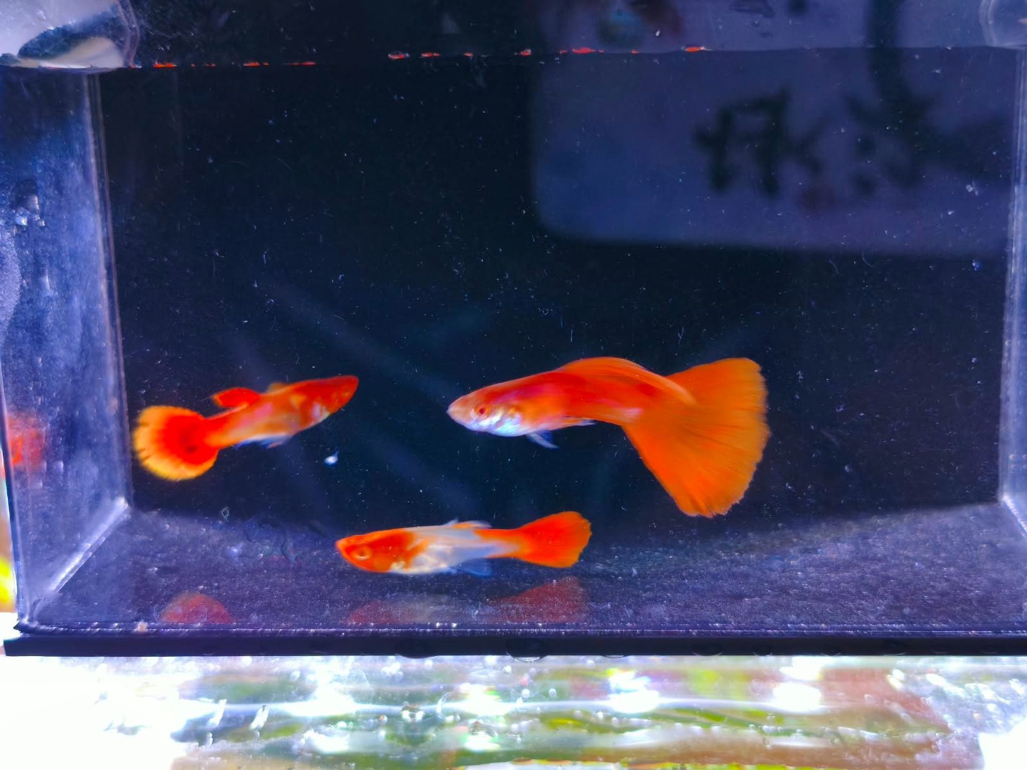 GUPPY ALBINO KOI FULL RED