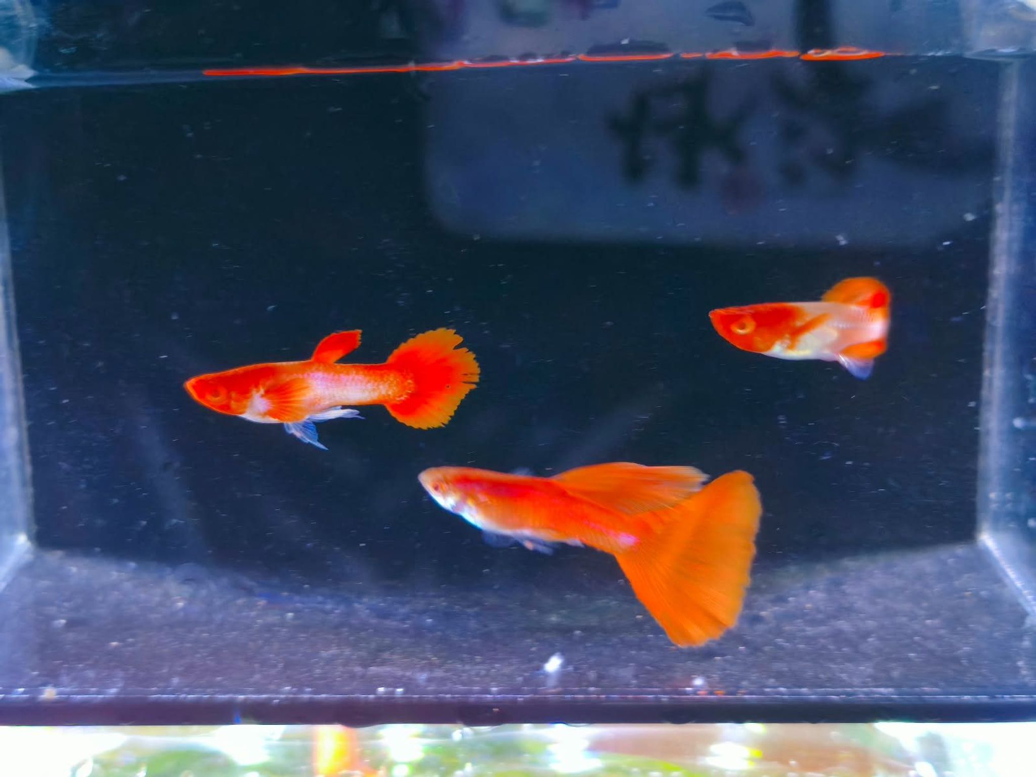 GUPPY ALBINO KOI FULL RED