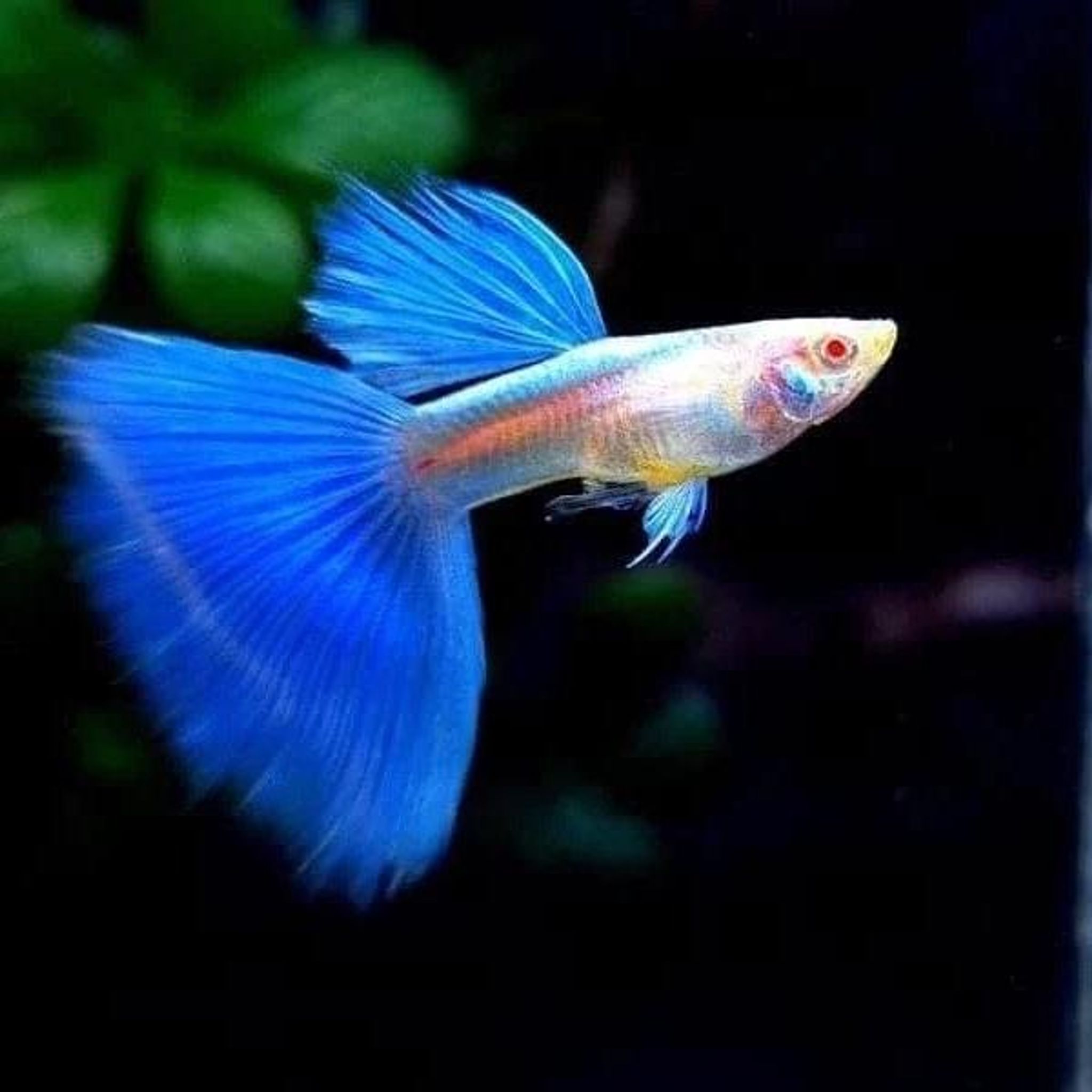 Higher Care GUPPY ALBINO SKY BLUE