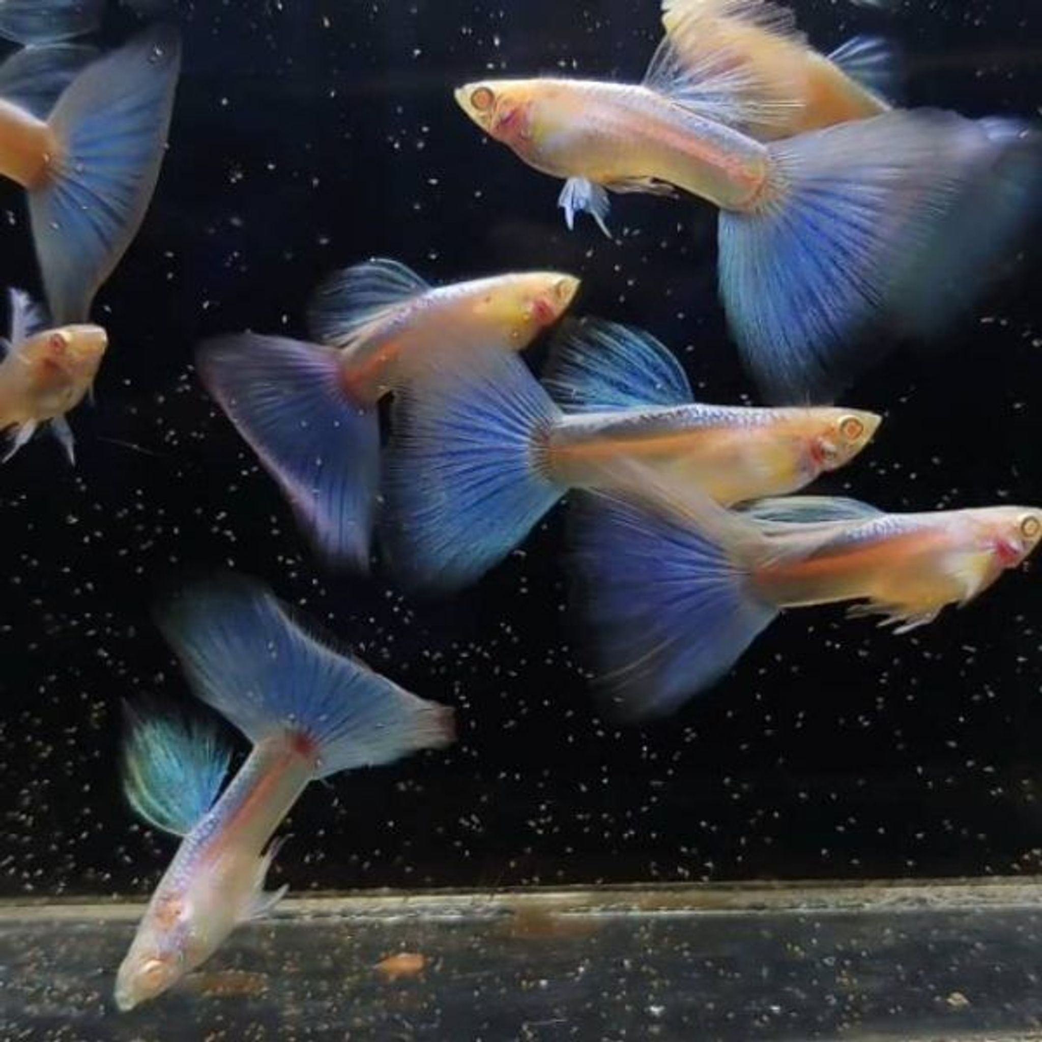 Higher Care GUPPY ALBINO SKY BLUE