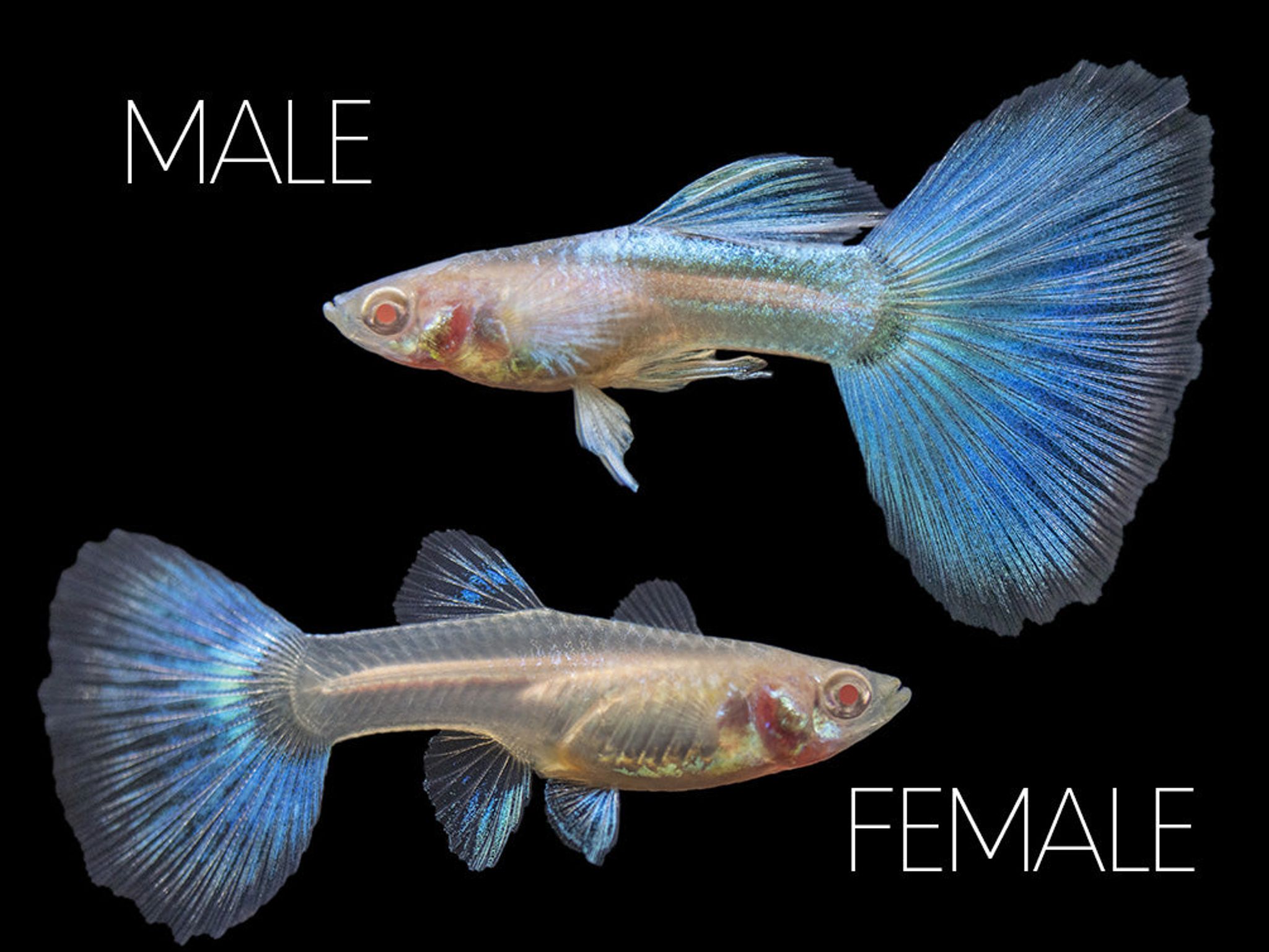 Higher Care GUPPY ALBINO SKY BLUE