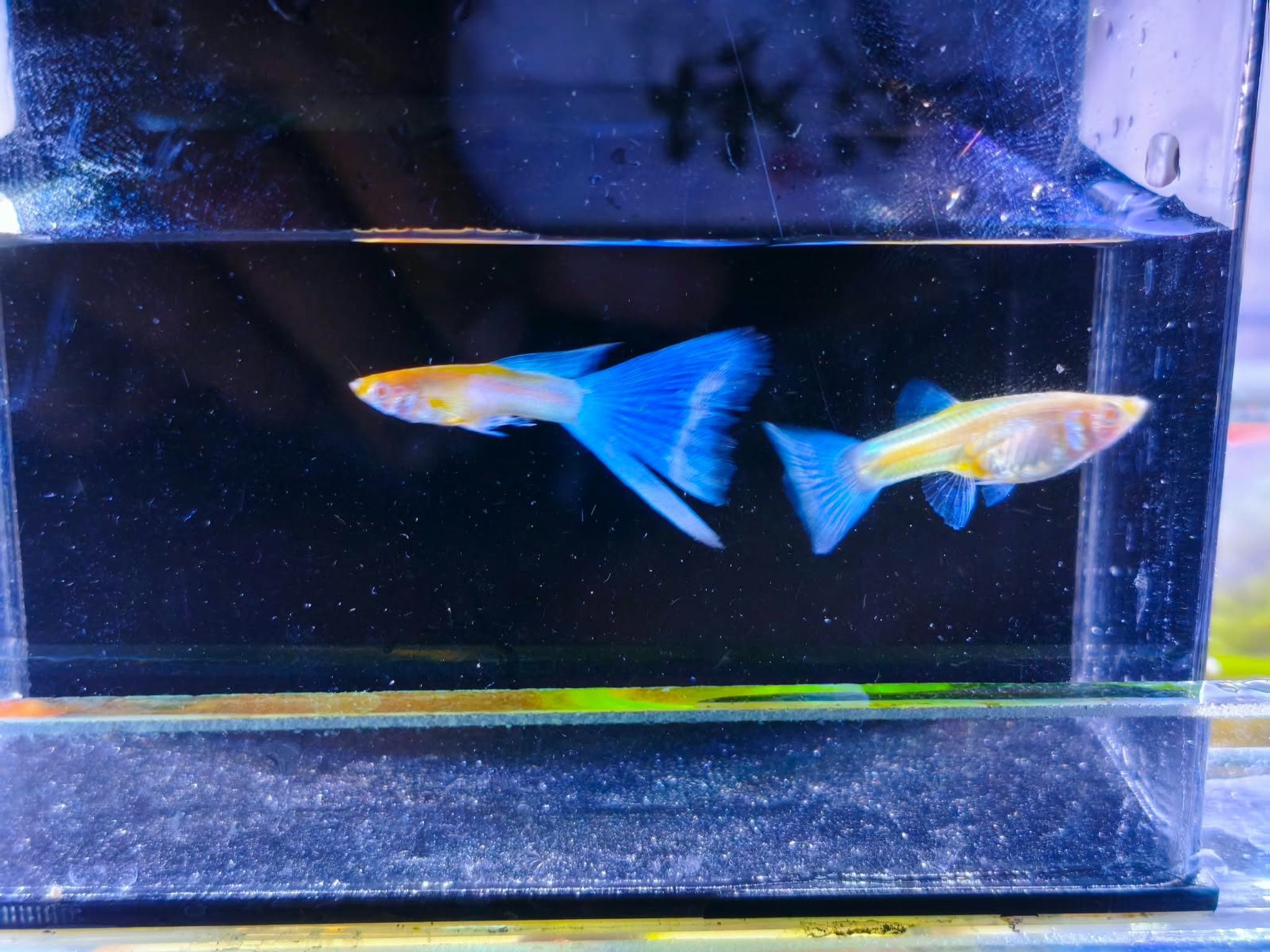GUPPY ALBINO SKY BLUE