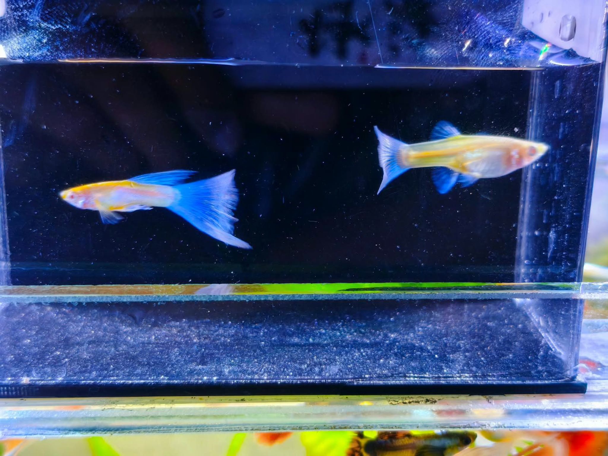 GUPPY ALBINO SKY BLUE