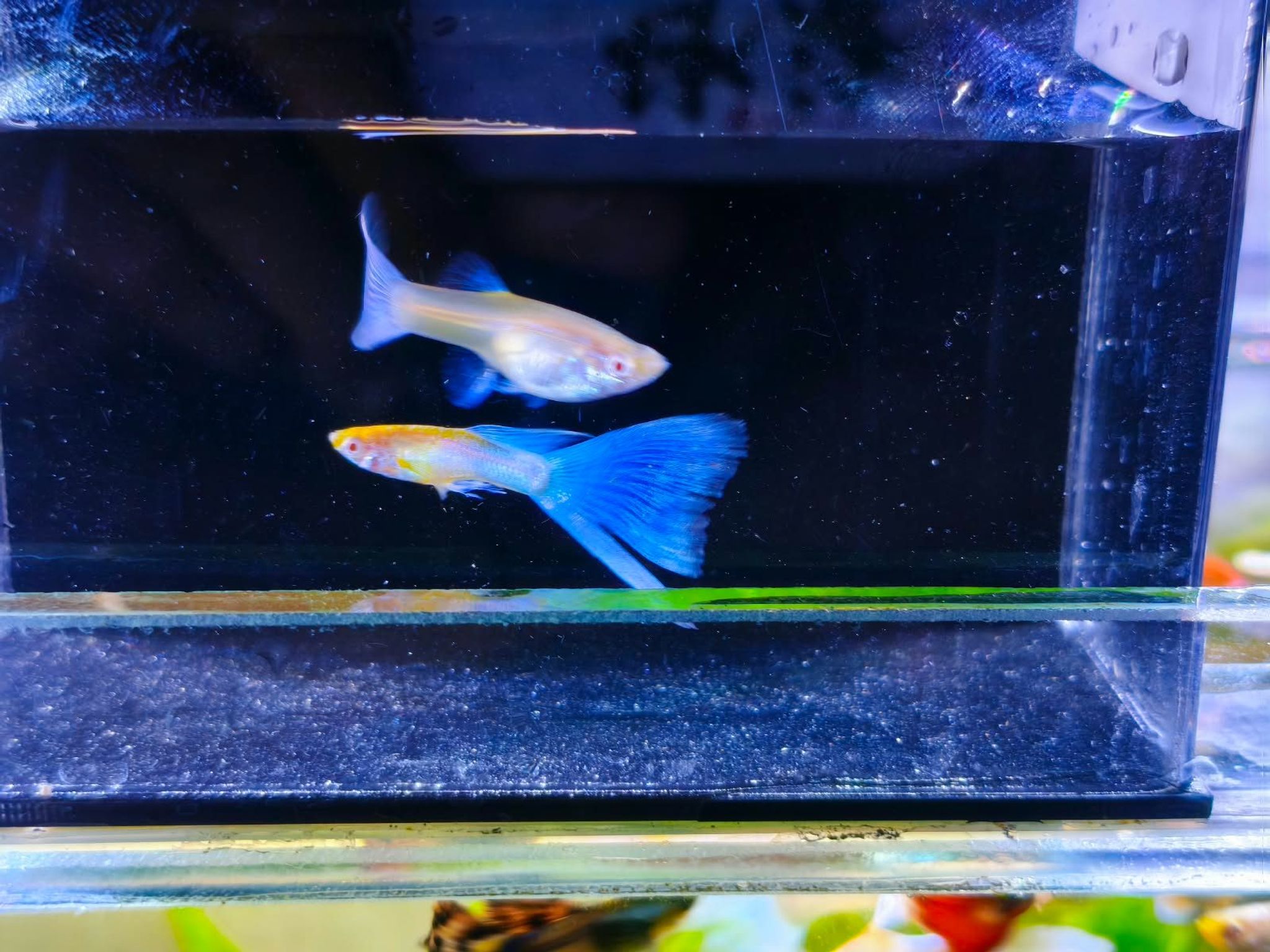GUPPY ALBINO SKY BLUE