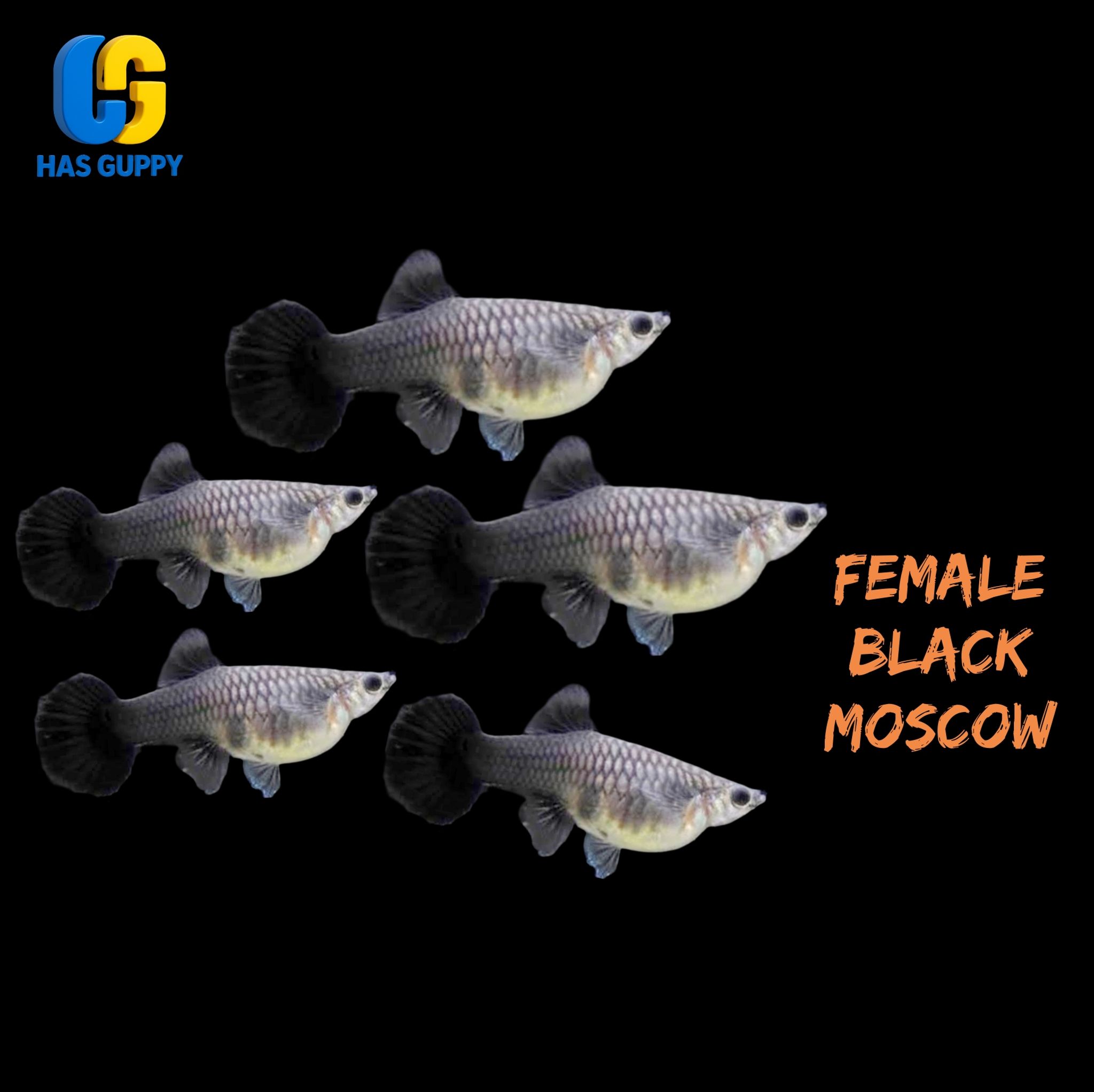 GUPPY BLACK MOSKOW 1PAIR