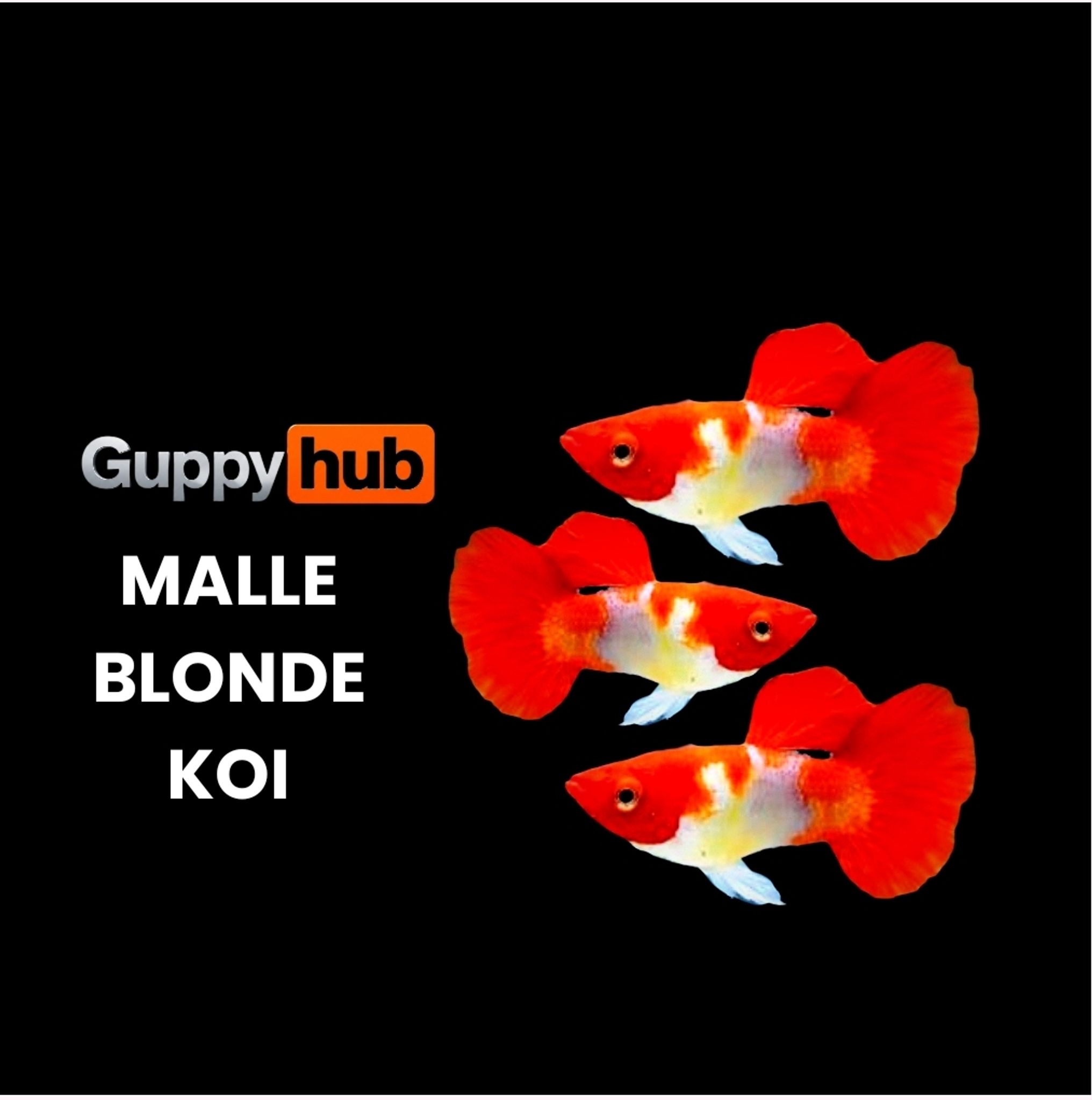 GUPPY BLONDE KOI