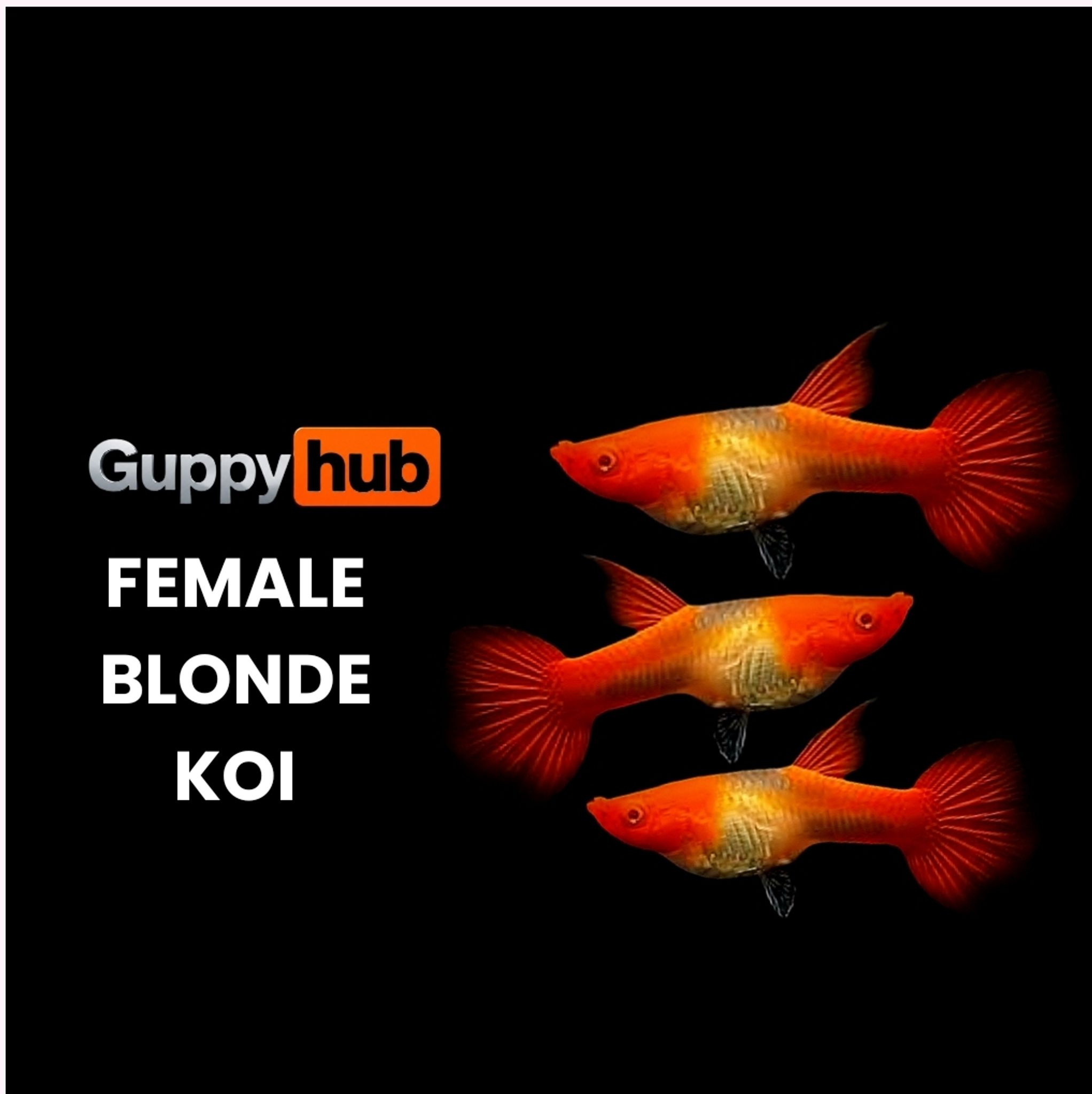 GUPPY BLONDE KOI