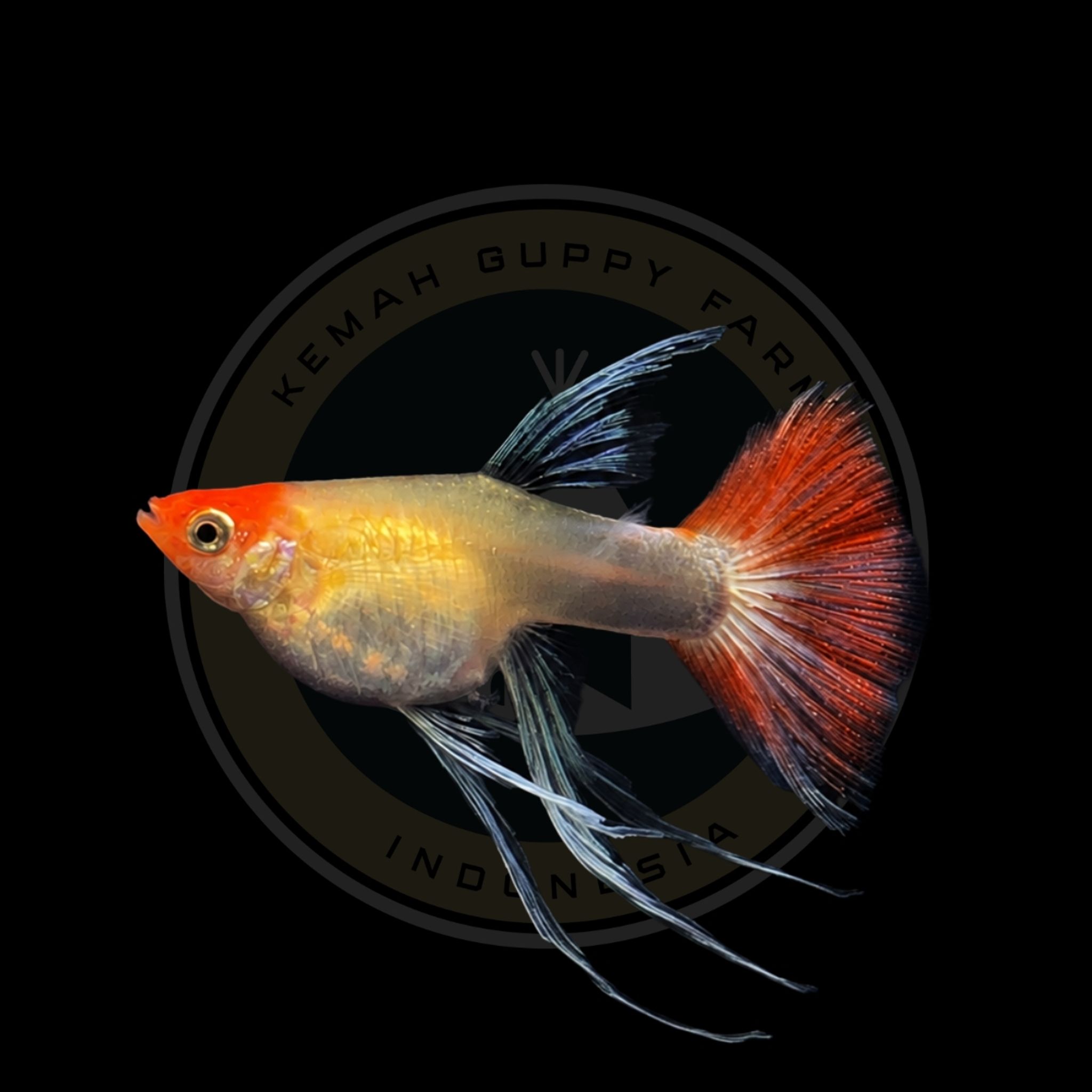 GUPPY BLONDE SANTA KOI WHITE EAR RIBBON SHORT BODY