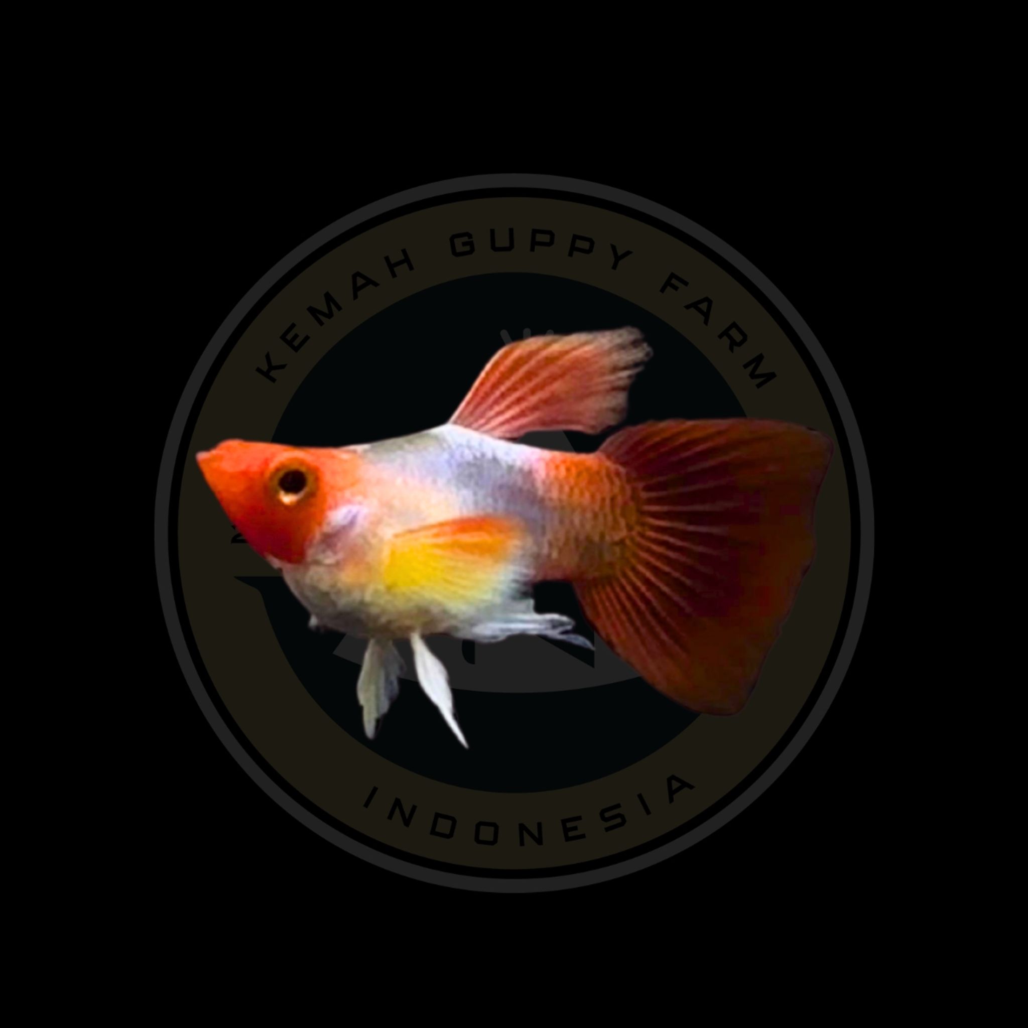 GUPPY BLONDE SANTA KOI WHITE EAR RIBBON SHORT BODY