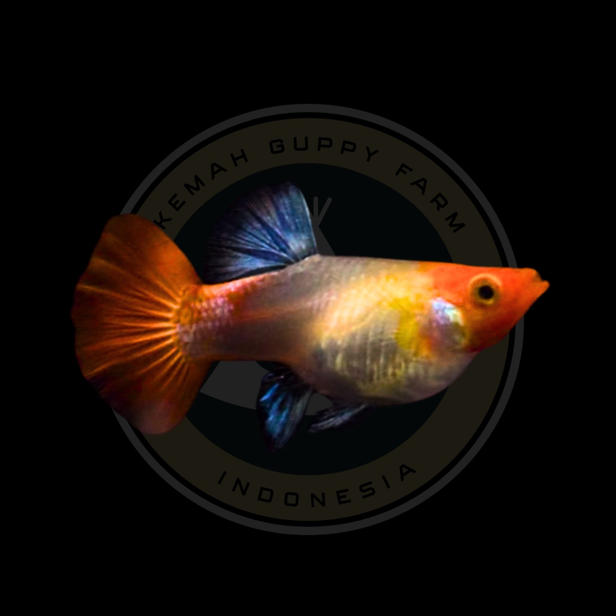 GUPPY BLONDE SANTA KOI WHITE EAR RIBBON SHORT BODY