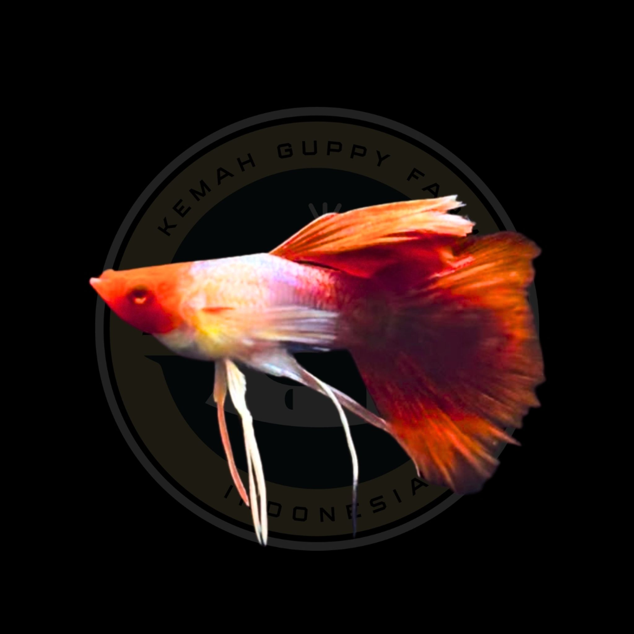GUPPY BLONDE SANTA KOI WHITE EAR RIBBON SHORT BODY